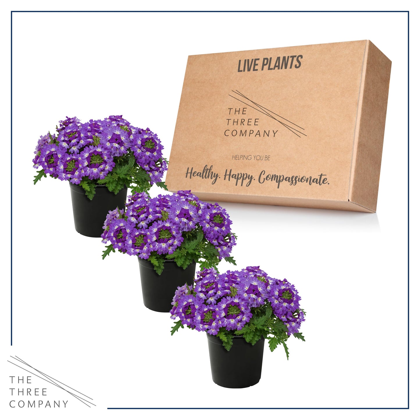 Live Flowering Verbena - Purple Bicolor (3 Plants Per Pack) - Healthy Flowering Plant - Beautiful Spring Color - 10" Tall by 5" Wide in 1Qt Pot