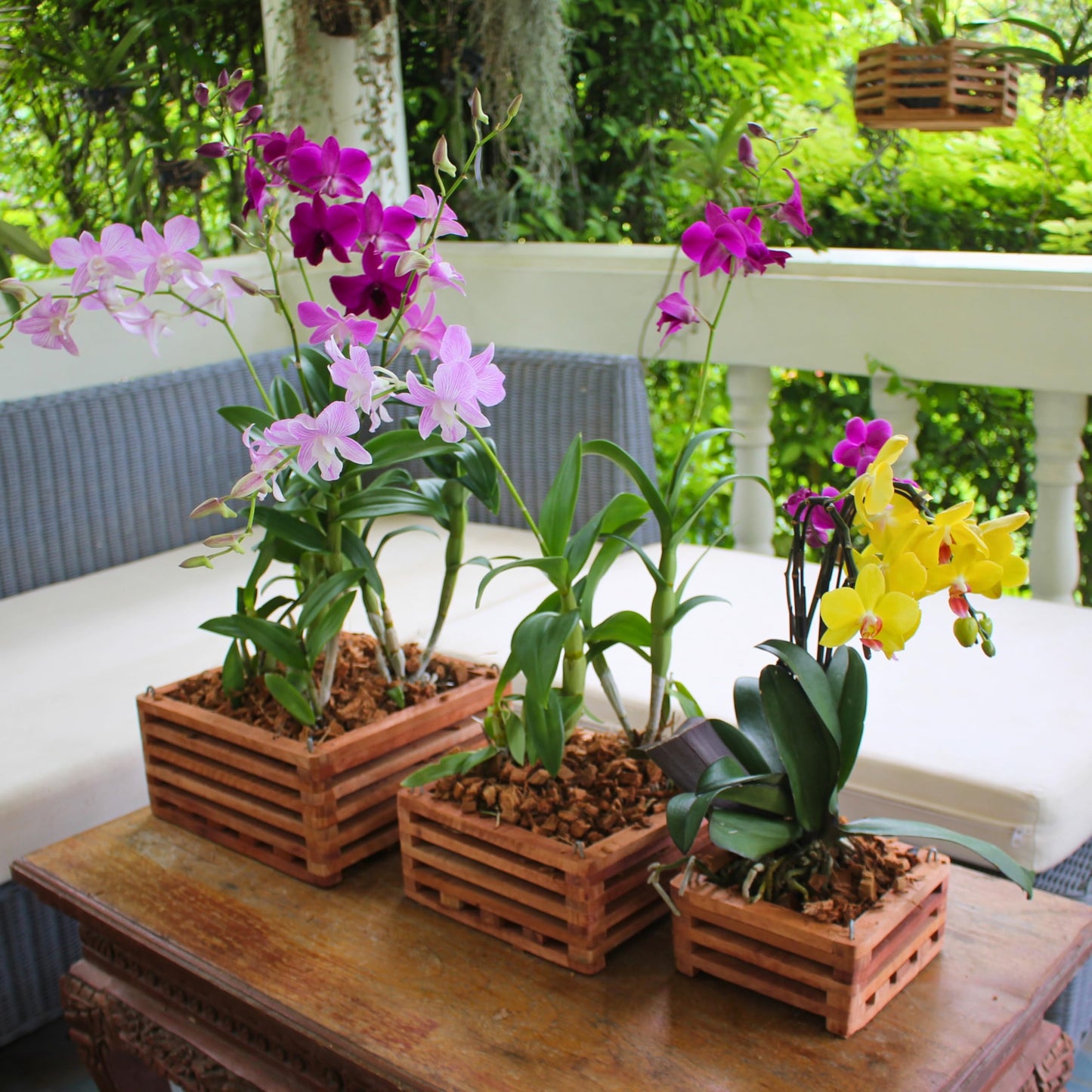 DESQUIGGLE Set of 3 Strong Wooden Orchid Baskets with Hangers, Vanda Baskets for Outside