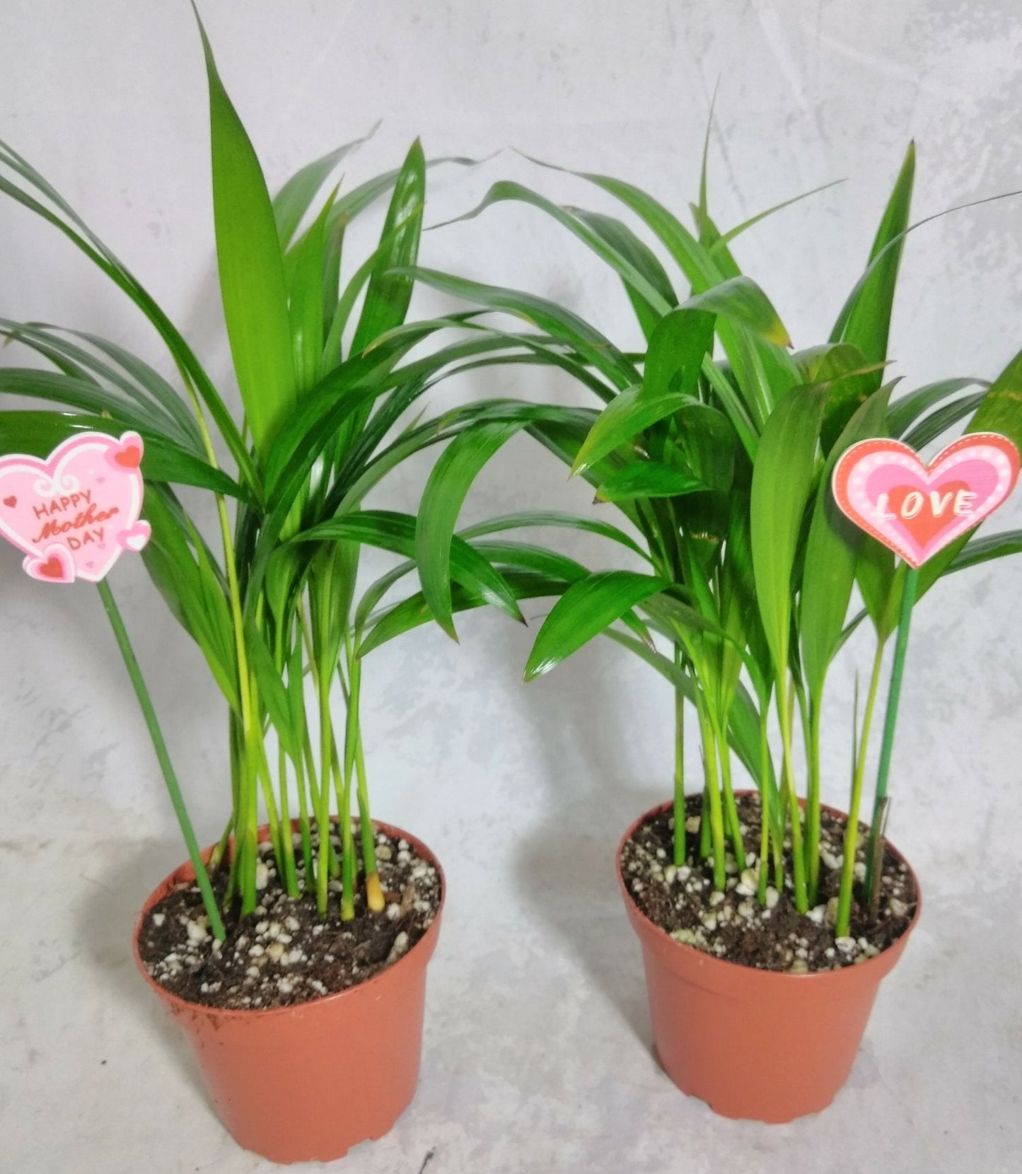 Mother's gift two - areca Palm plant Dypsis lutescens 4'' pot Easy to grow!! unique from Jmbamboo