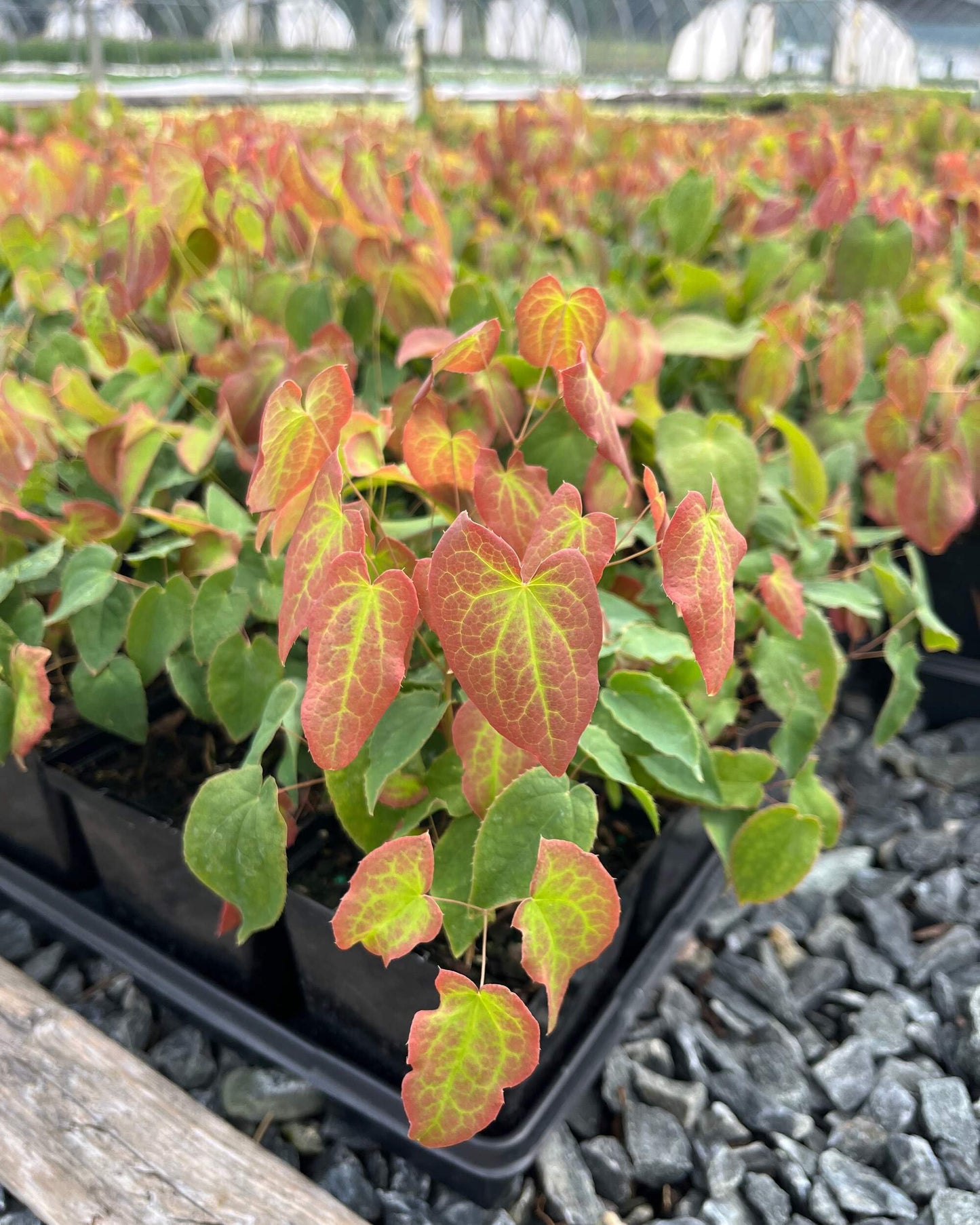 Epimedium rubrum (Barrenwort)