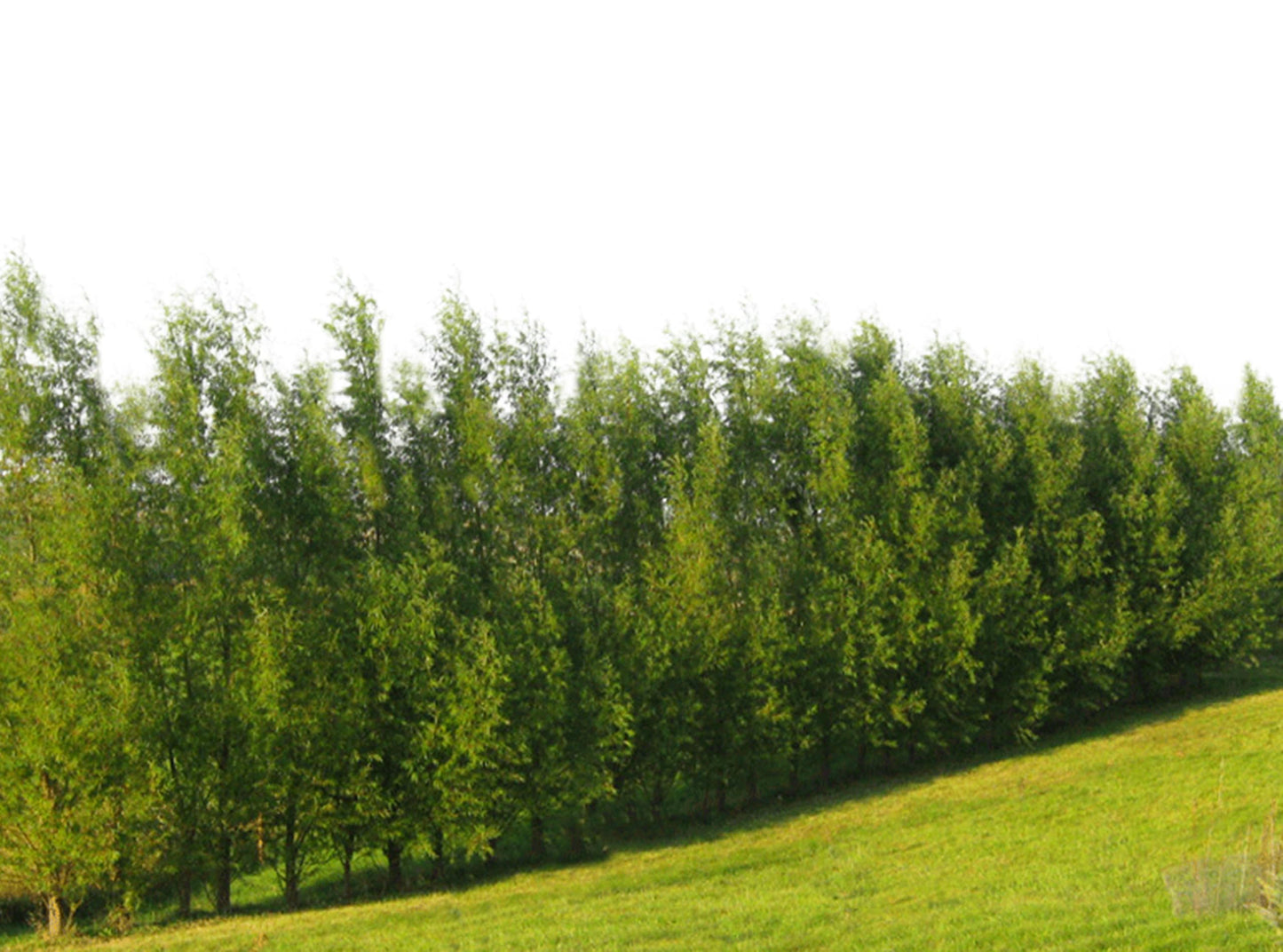 Austree Hybrid Willow Tree Plants for Growing | Fast Privacy Hedge Row, Wind Block, Shade | Fast Growing - 6-10 Feet per Year (12 Trees)