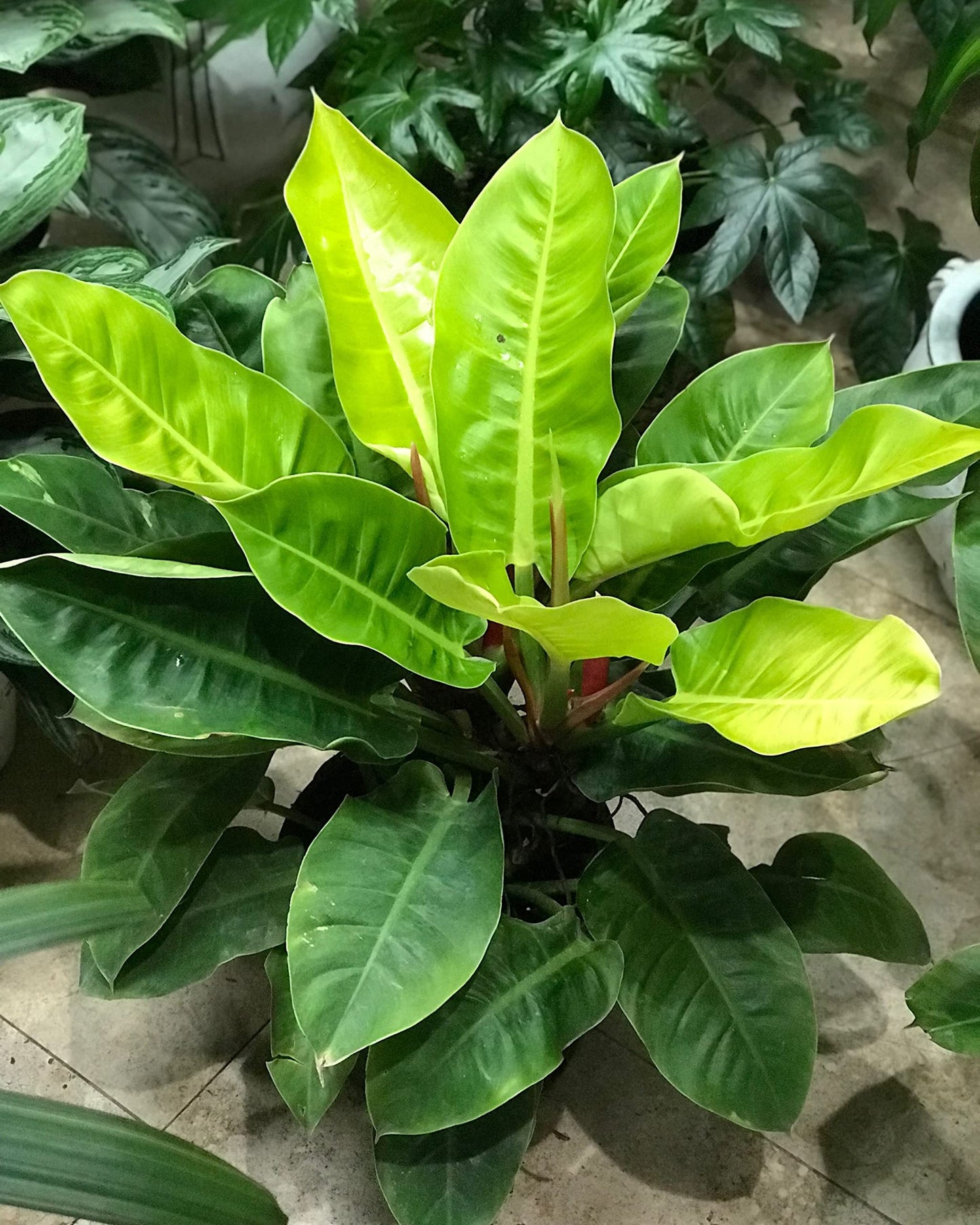 Philodendron Moonlight - Live Starter Plant - Rare and Elegant Indoor Houseplant