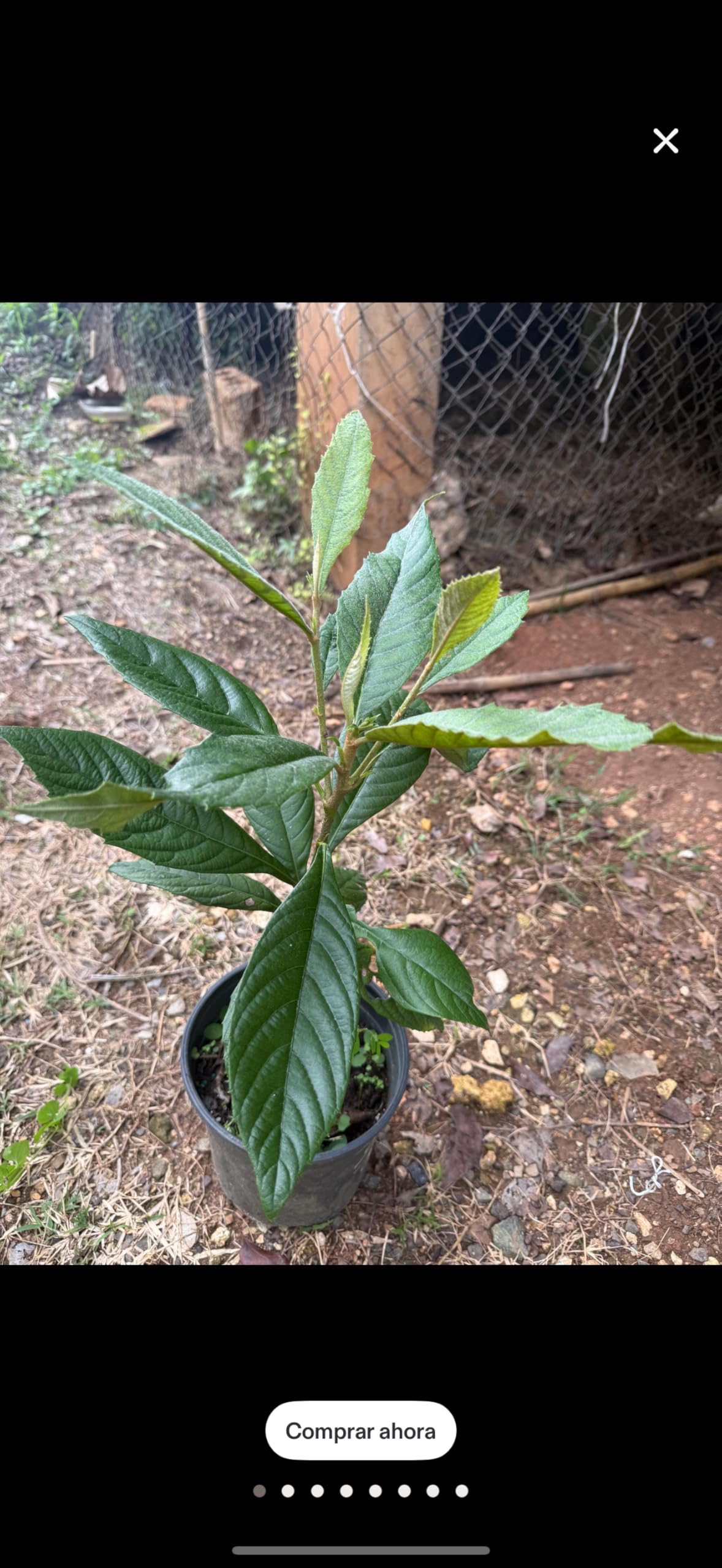 Loquat(Eriobotrya Japonica) Nispero Japones Live Tree(Japanese Plum) Plant (1-2ft)