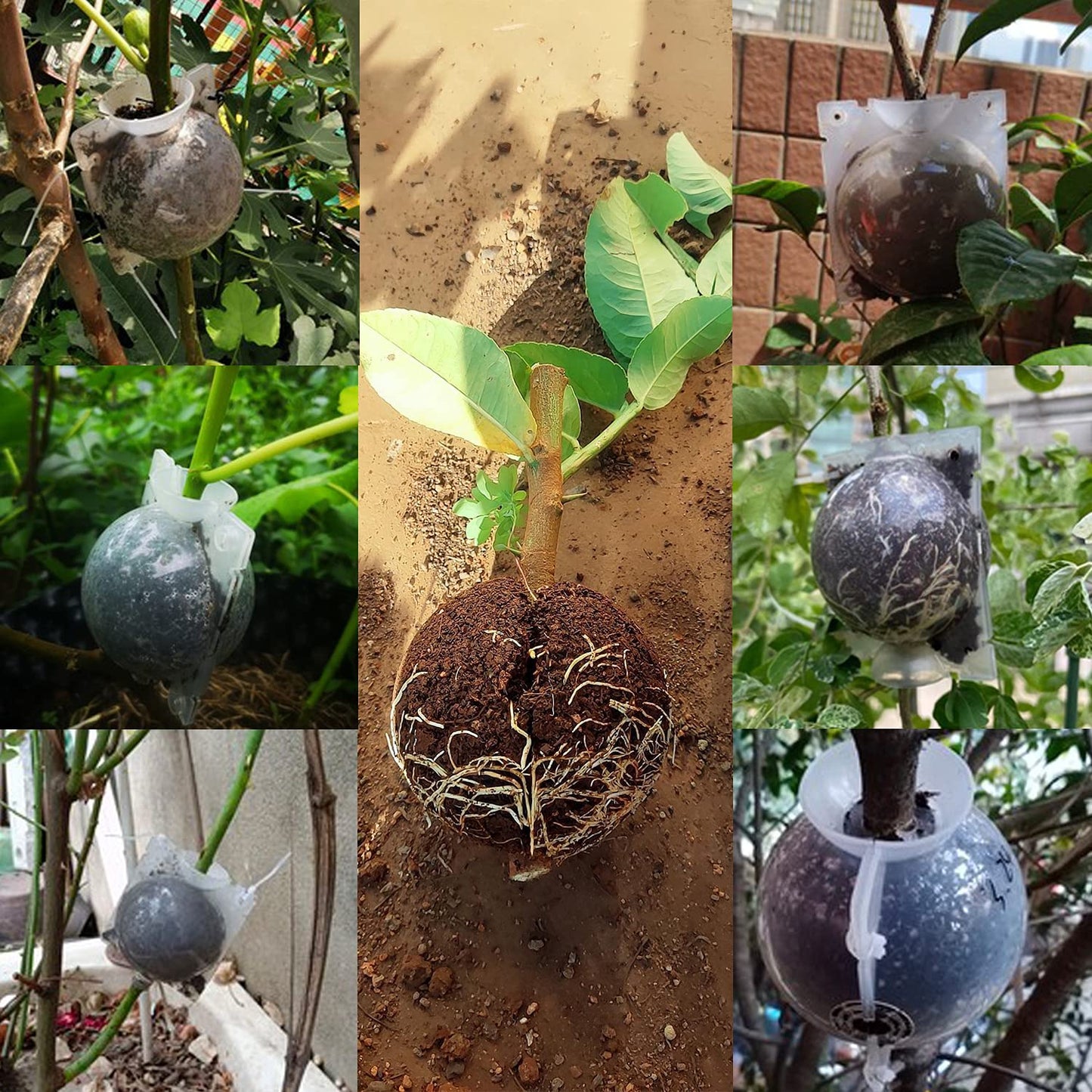 Supking 8 Pcs Air Layering Pods Plant Rooting Grow Propagation Ball Small Transparent Assisted Cutting Rooting Grafting Device Root Box for Plants