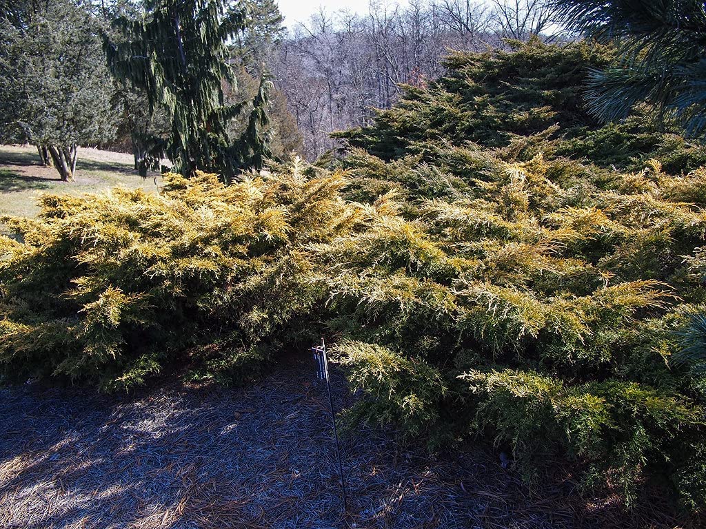 Juniper Saybrook Gold | 4 Live Gallon Size Plants | Juniperus Chinensis | Cold Hardy Evergreen Groundcover