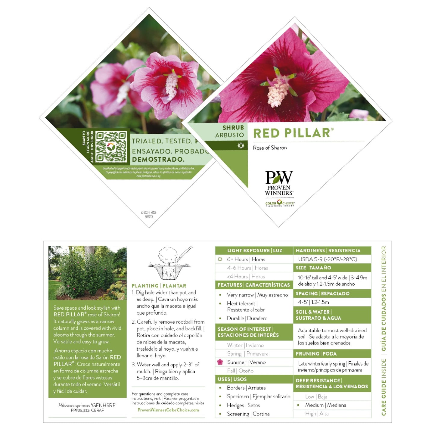 Proven Winners Red Pillar Rose of Sharon (Hibiscus syriacus) Live Plant, 4.5" Qt, 4 Pack