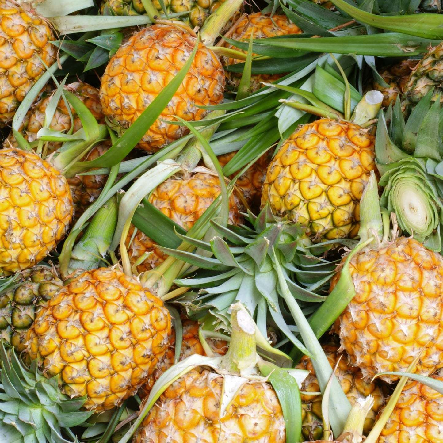 2 Elite Gold Pineapple Plants, Pineapple Plants Live for Planting, Sweet Pineapple Starters Plant for Home Garden and Containers
