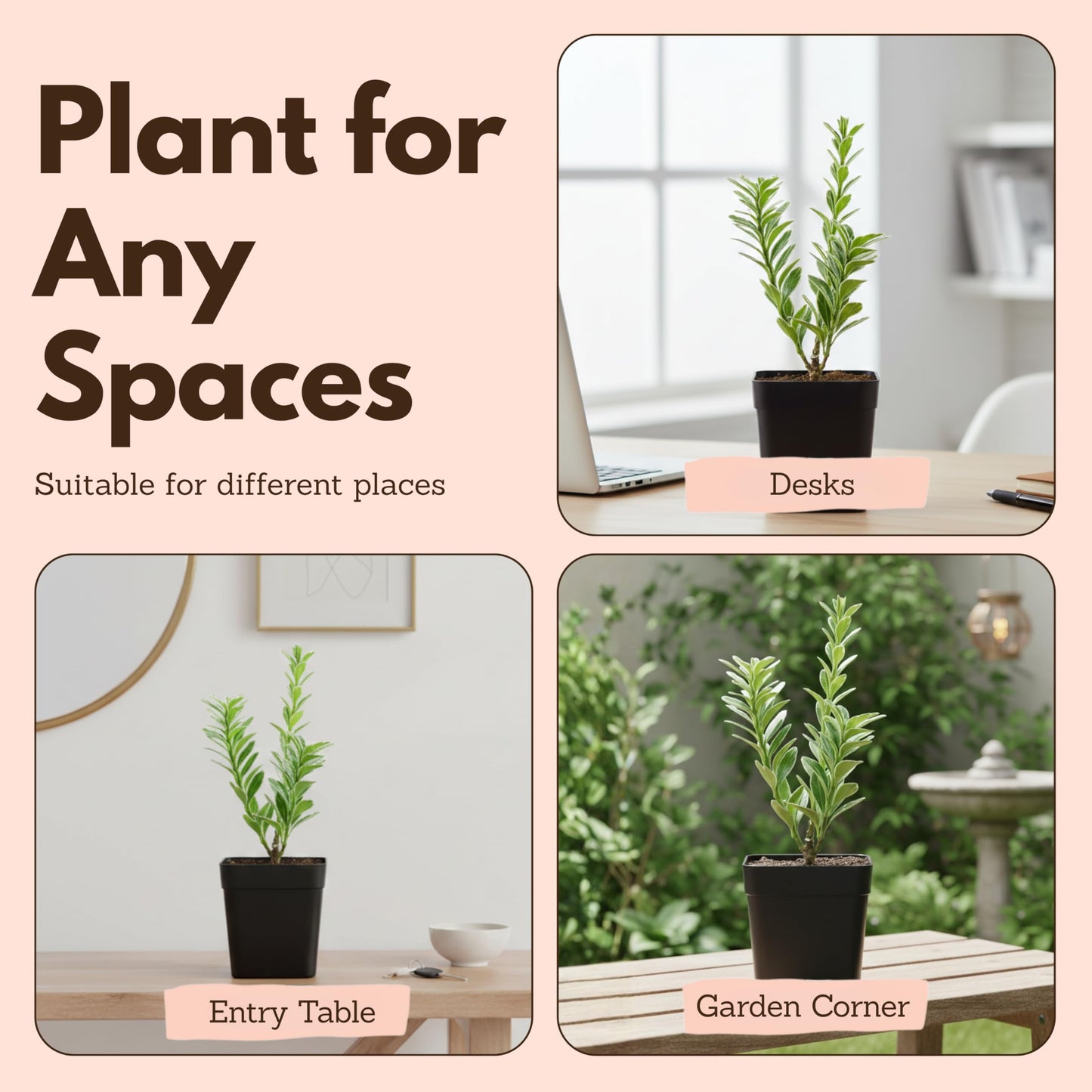 Variegated Boxwood Bonsai Starter Plant, Live Buxus Evergreen Shrub, Container Patio Accent Garden Plant 2 Inch Pot (1)