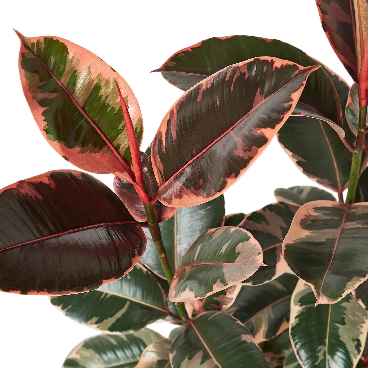 7 Pack Ficus Elastica 'Ruby Pink' in 4in Pot - Live Plants Tropical Houseplants | Variegated | USA Growers | The Snobby Leaf