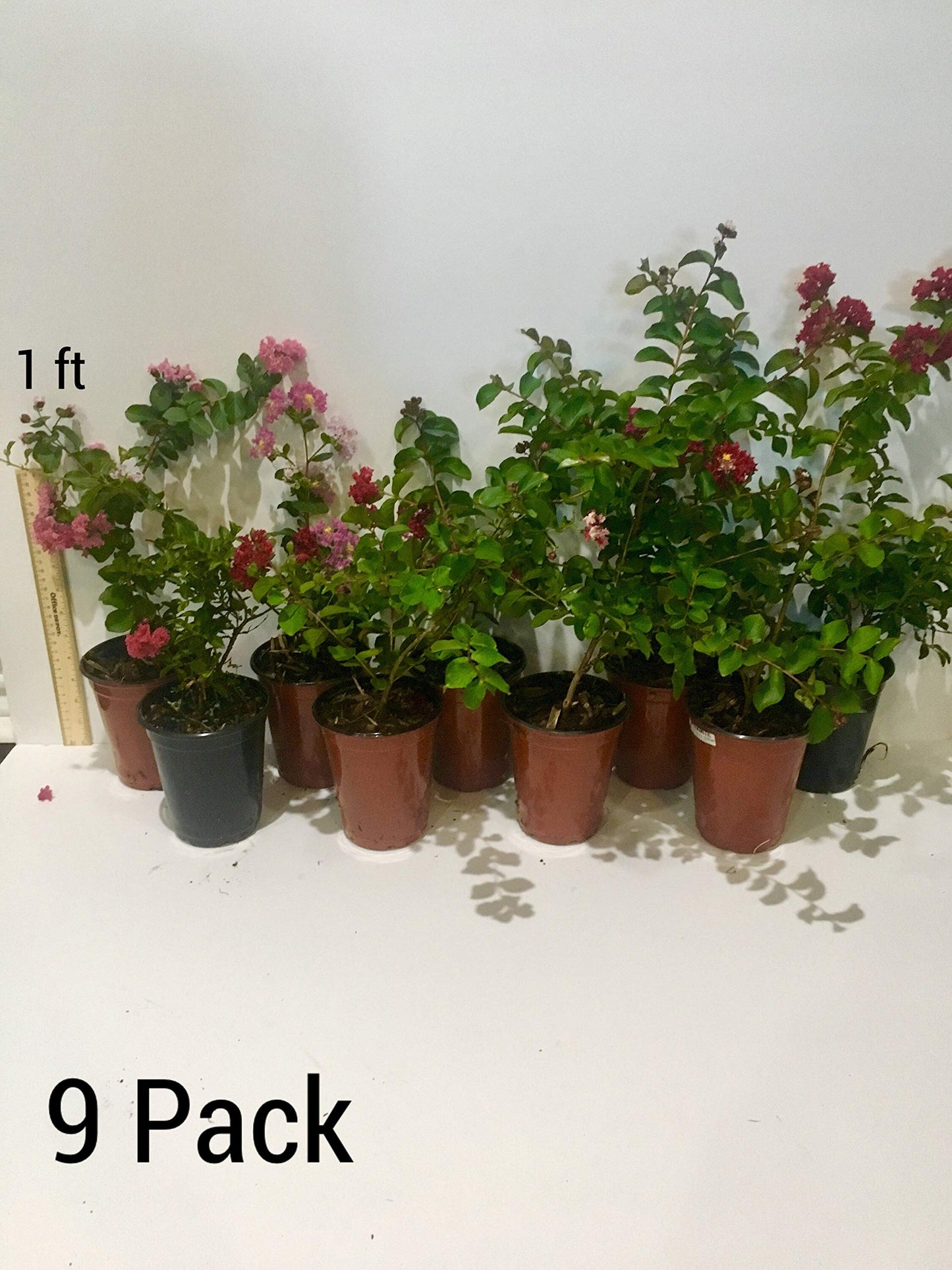 Sioux Crepe Myrtle Trees - Pink Blooms - Quart Containers - FIBROUS Root System - Grown by Crape Myrtle Guy - Live Plants - 1 Foot Tall (9)