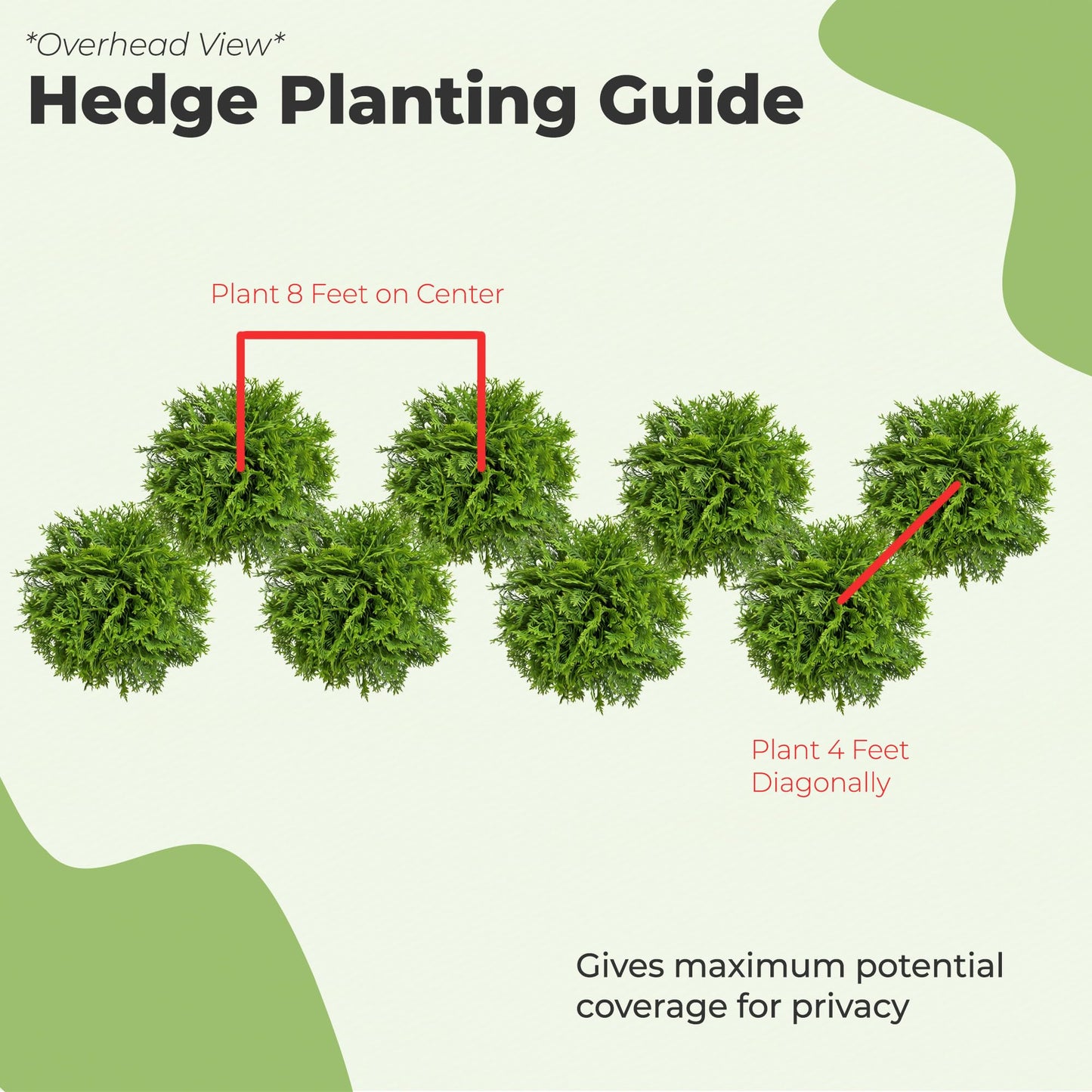 Perfect Plants Thuja Green Giant Plant 18-Pack | Large Evergreen Arborvitae Liner | Privacy Landscaping Kit in a Box