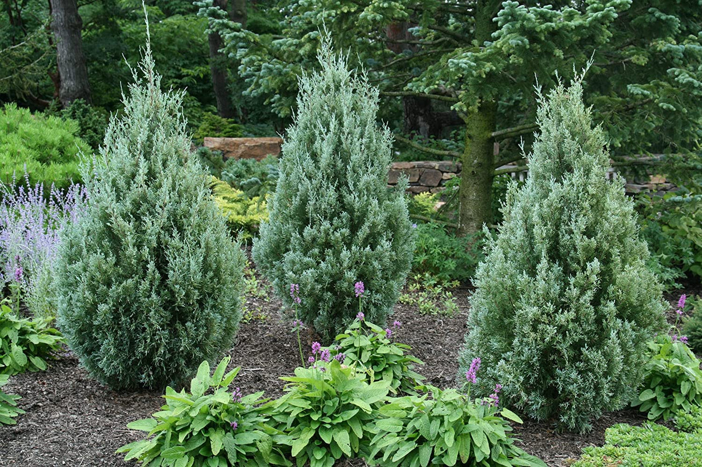 Wichita Blue Juniper | 1 Live Gallon Size Tree | Juniperus Scopulorum | Evergreen Screening Hedging Plant