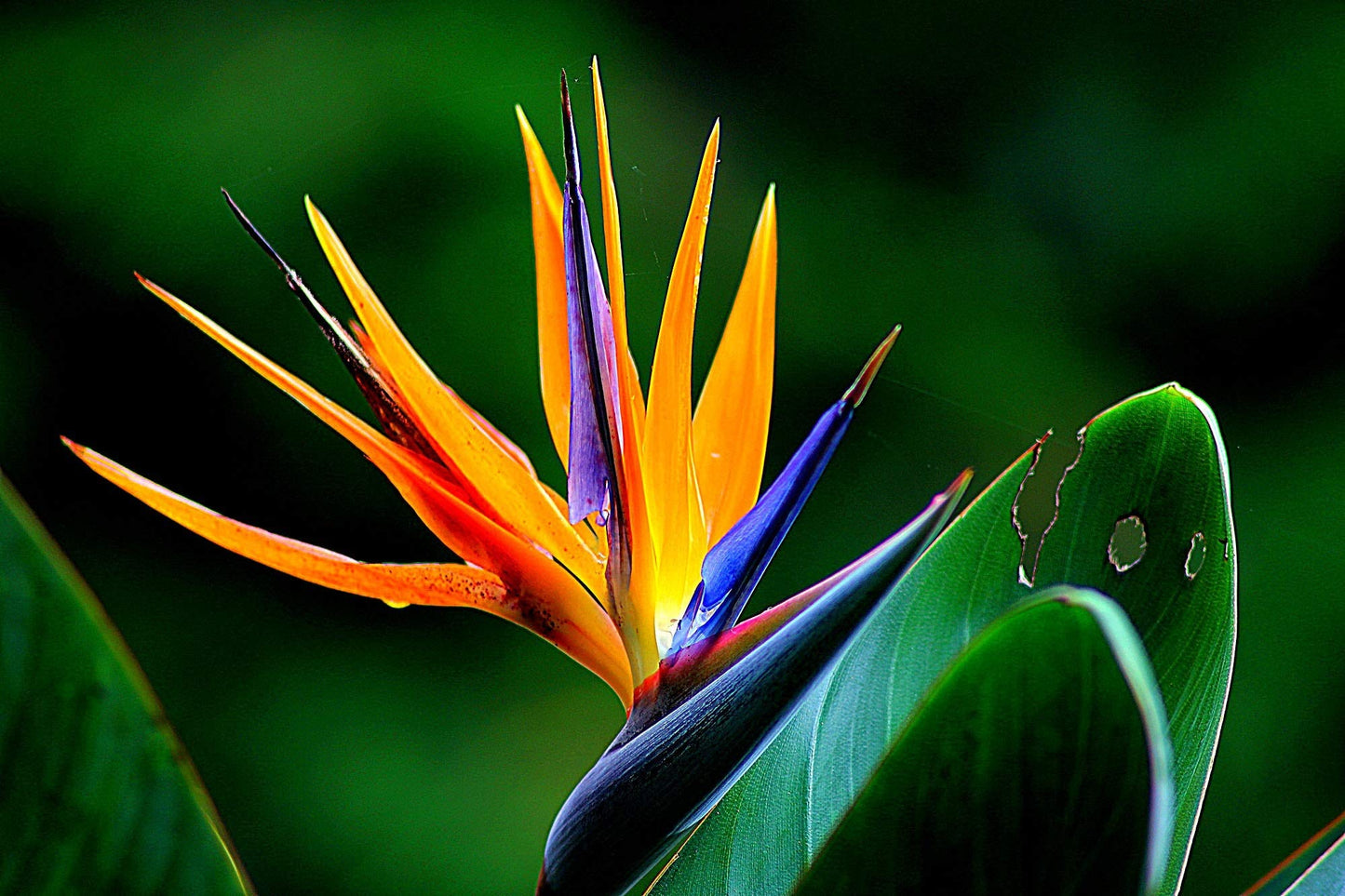 Bird of Paradise Hawaii Strelitzia Starter Plant A