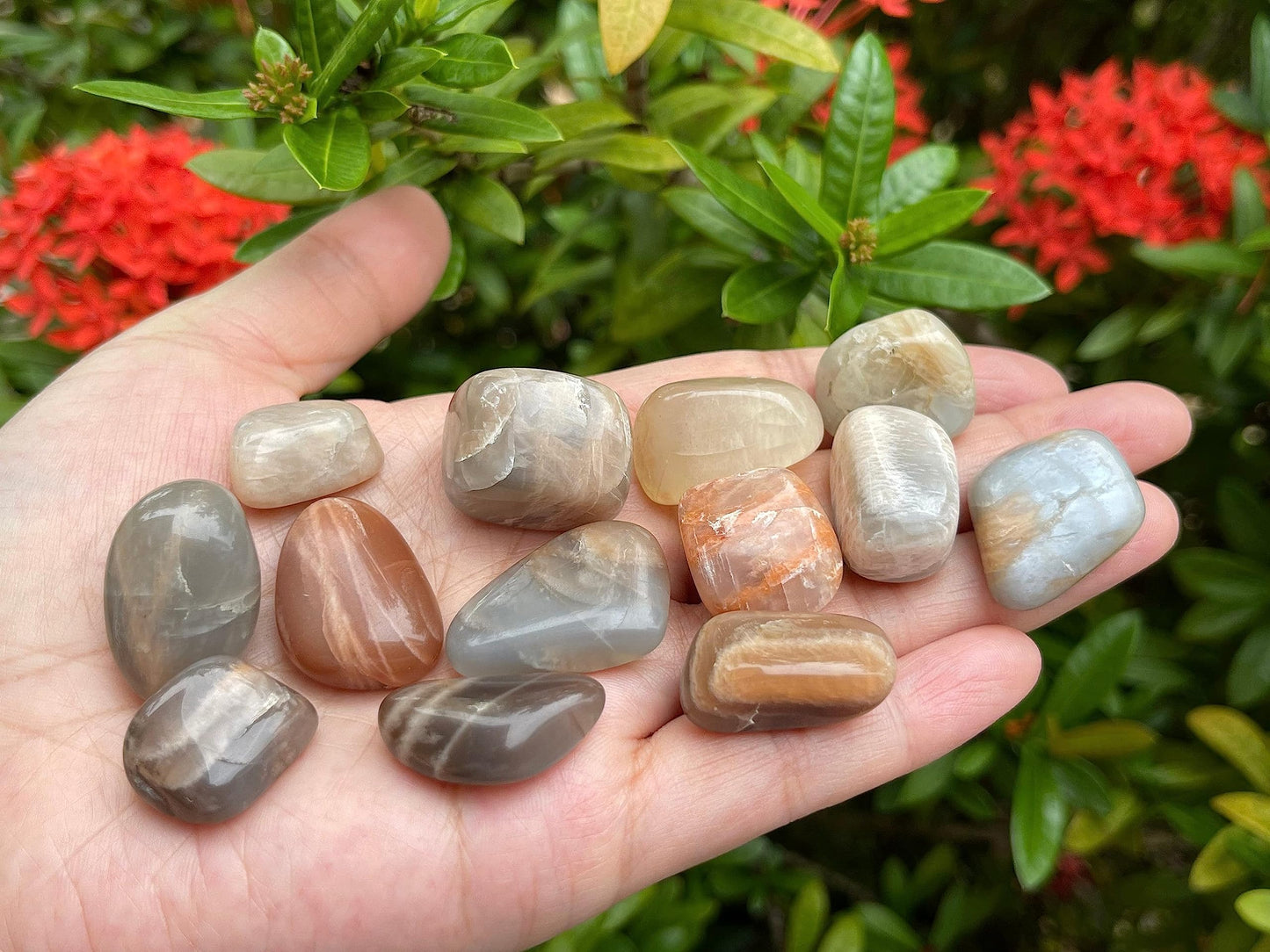 GAF TREASURES 5 Pcs Moonstone Multi Tumbled Stones, Polished Natural Moonstone Multi Gemstone, Moonstone Multi Healing Crystals (Moonstone Multi)