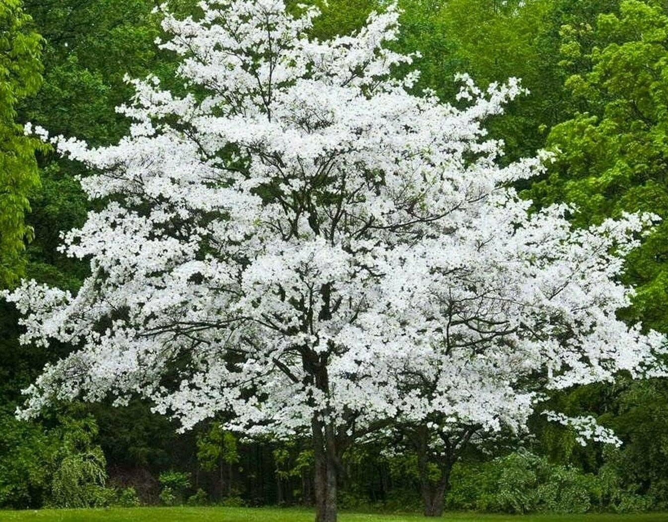 2 White Flowering Dogwood Trees - 10-18" Tall Live Plants - Ornamental Landscaping Trees - Cornus Florida - (2 Pack)