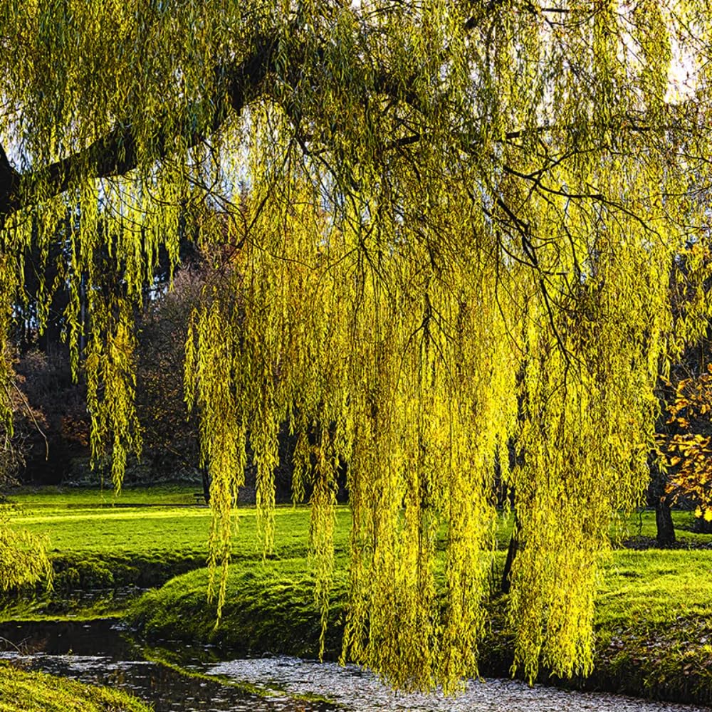 Set 2 Willow Plants Live Bare Root 1-2 Feet Tall, Dormant Willow Live Plants for Outdoor Garden Landscaping (Weeping Willow)