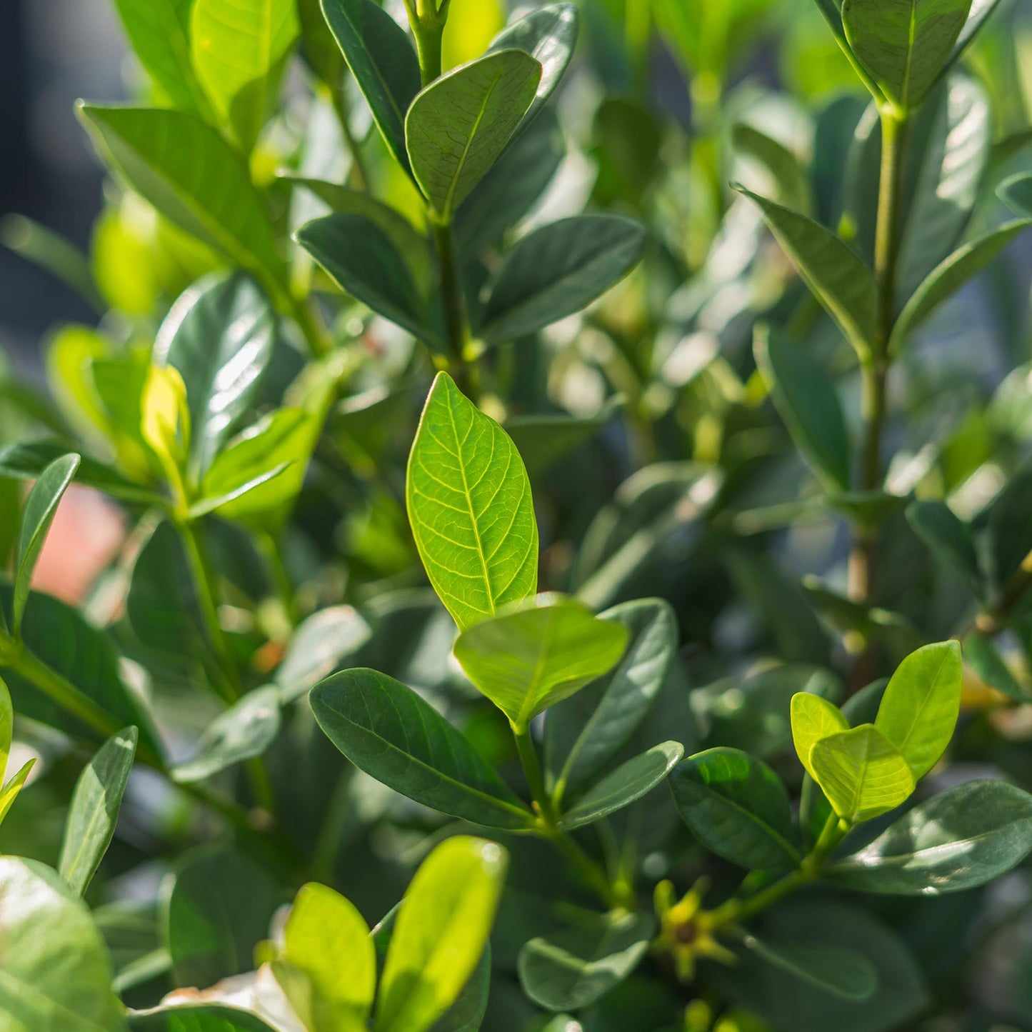 Perfect Plants Buttons Gardenia Shrub 1 Gallon | Live Plant for Landscaping | Fragrant White Flowers