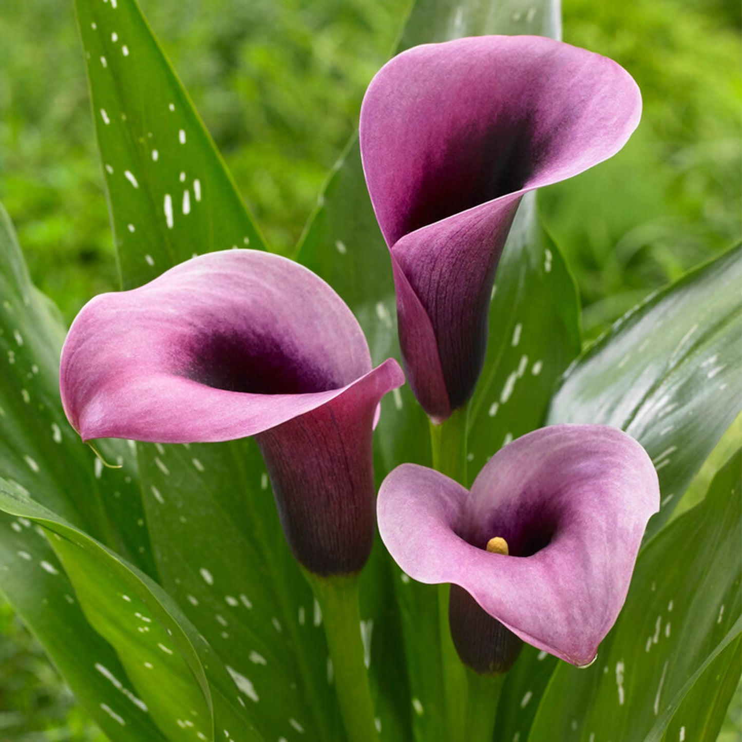 Garden State Bulb Purple Accent Calla Lily Flower Bulbs, 14/16cm, Spring Planting (Bag of 5)