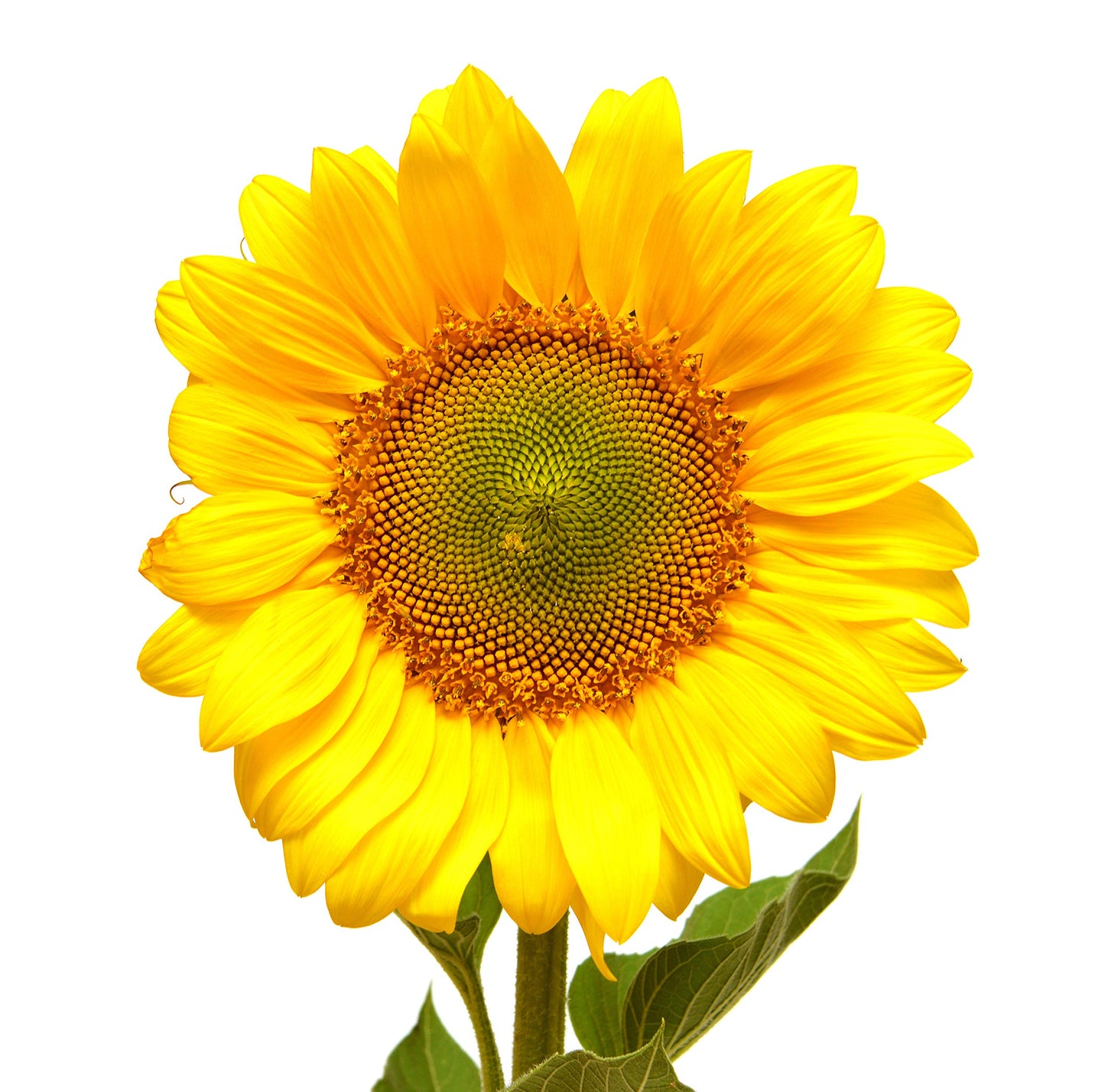 Sunflower Garden Seeds - Mammoth Grey Stripe - 1 Lb - Annual Sun Flower Gardening Seeds - Gray