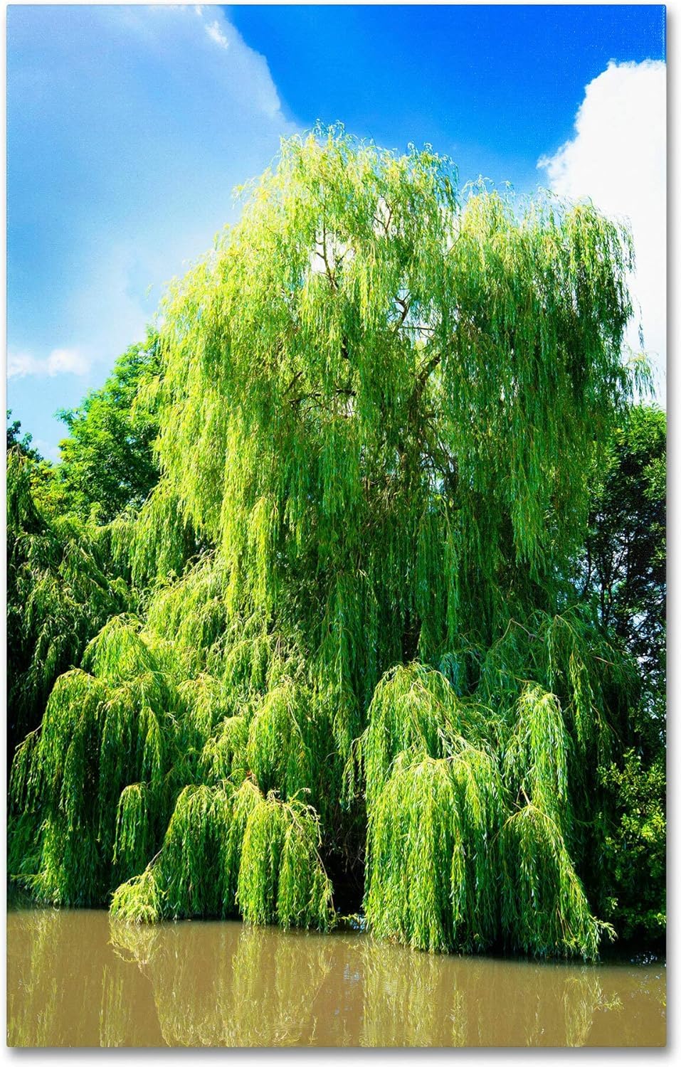 Bulk Thin Bright Green Weeping Willow Cuttings, Thinner Than a Pencil - Wisconsin Weeping Willow Root Stock (25 Thin Cuttings)