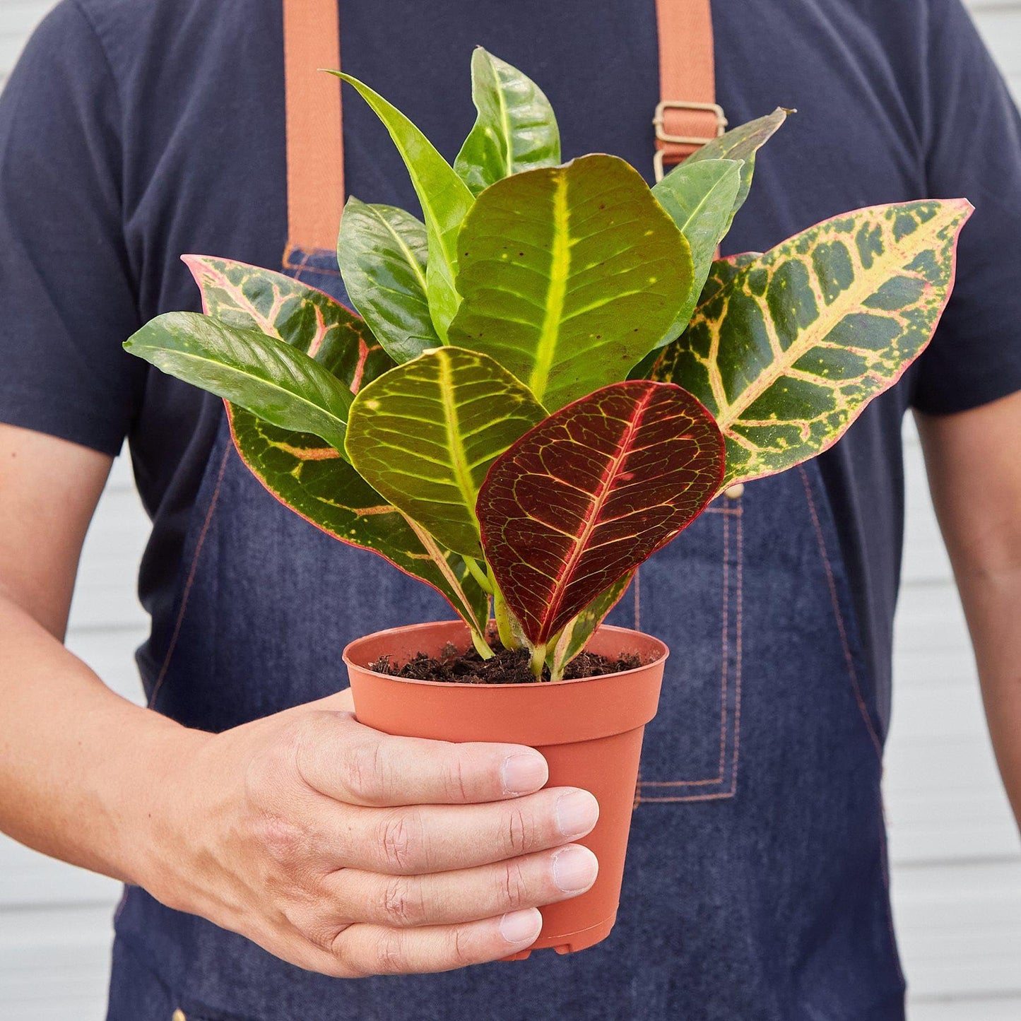 Croton Petra 'Joseph's Coat' | Live Plant for Indoor & Outdoor | for Living Room, Office, Bathroom | (4" Pot, White Cylinder)