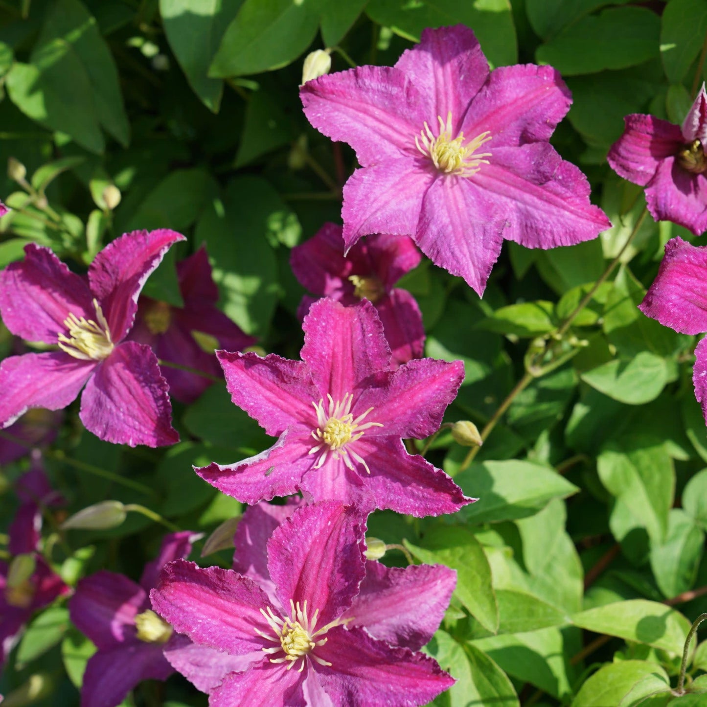Proven Winners Jolly Good Clematis (Clematis) Live Plant, 4.5" Qt, 4 Pack