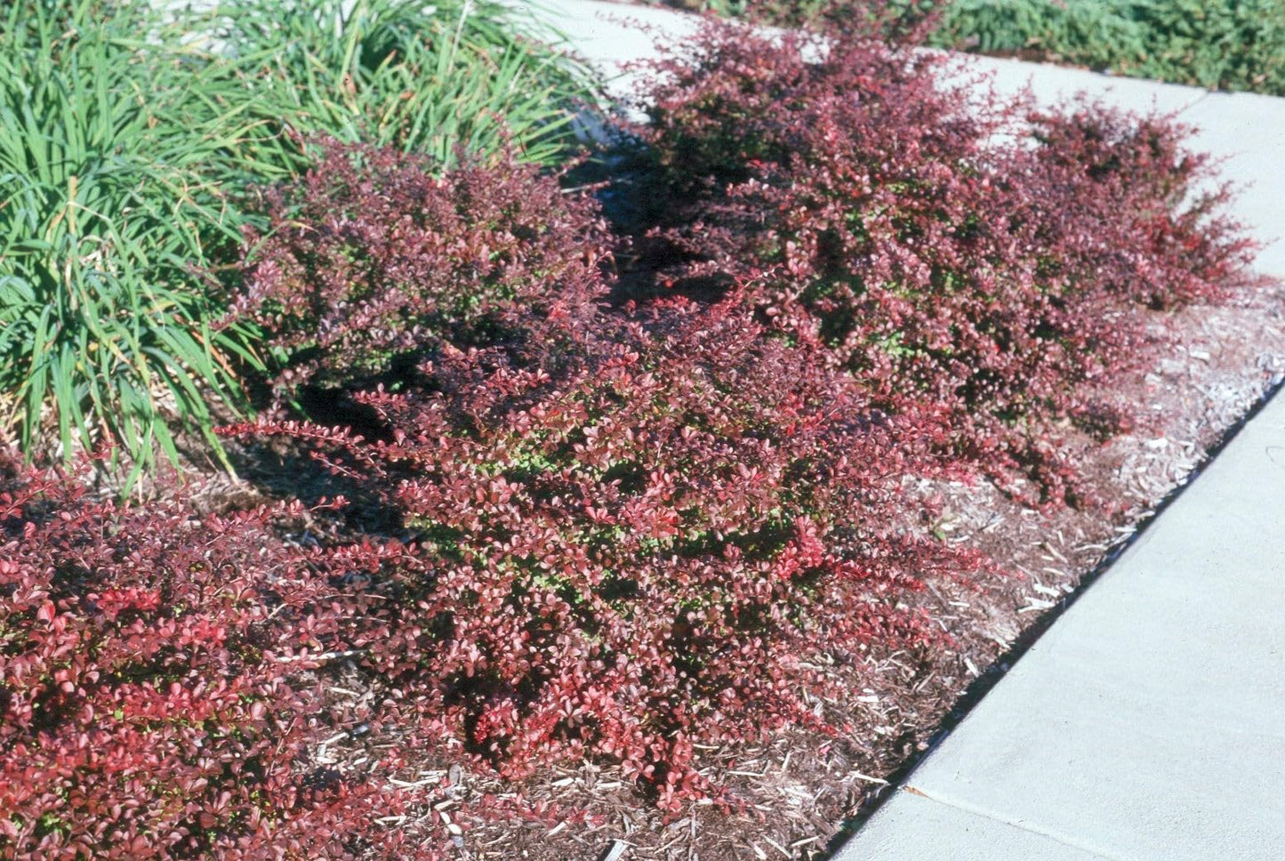 Live Plant - Crimson Pygmy Dwarf Barberry