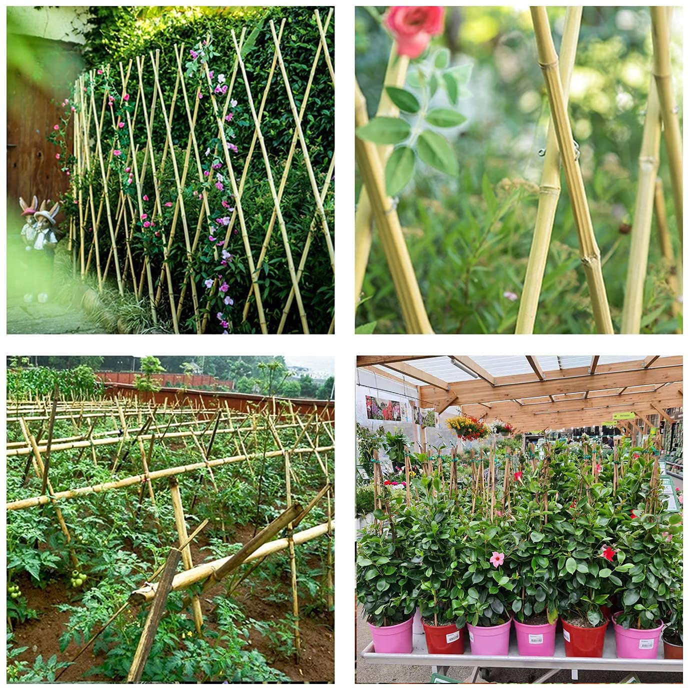 Cambaverd 6ft Bamboo Garden Stakes Eco-Friendly Plant Stakes 6 Feet, Bamboo Poles for Tomatoes Beans Climbing Plants Support - Pack of 20 Bamboo Stakes