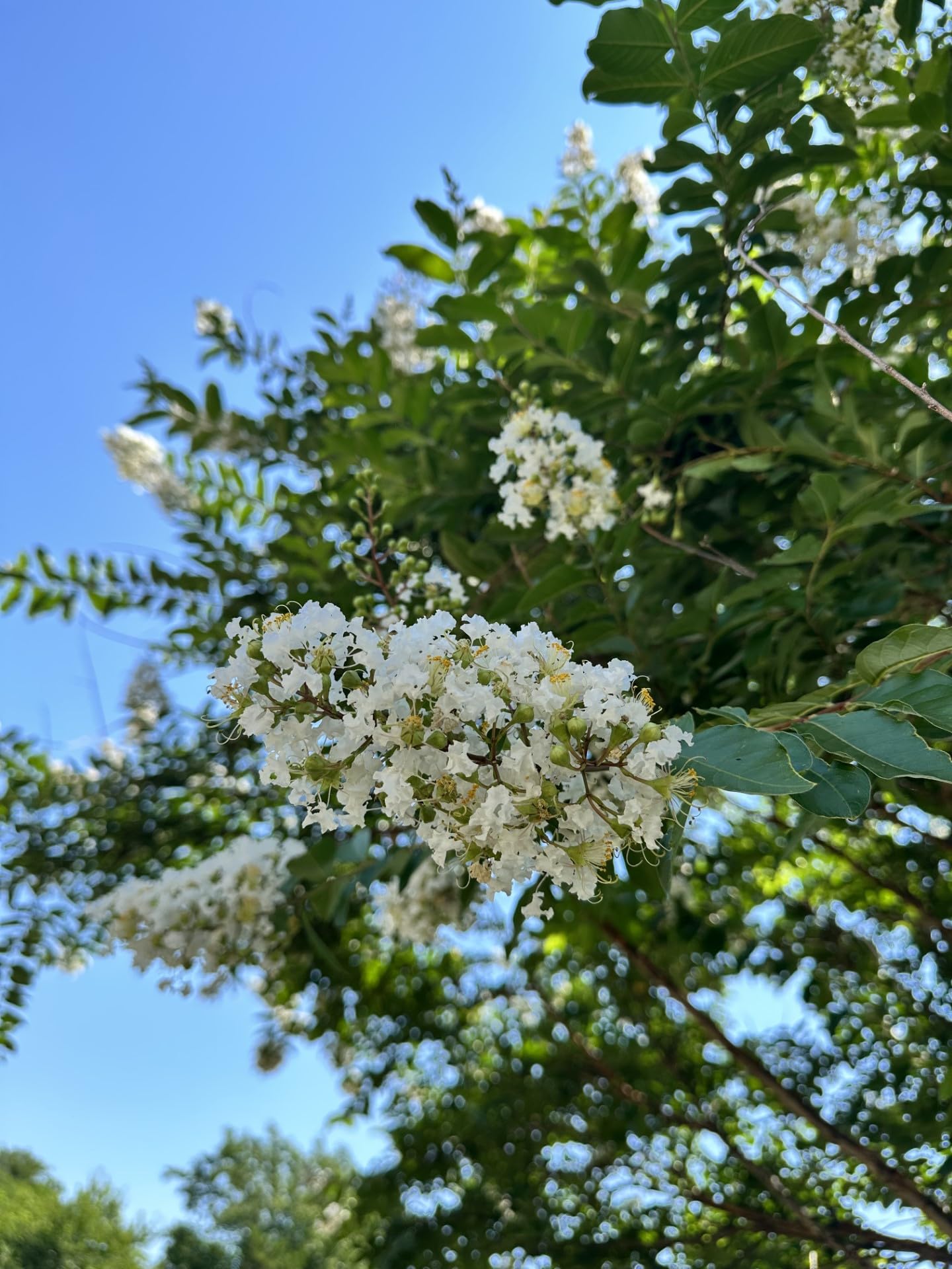 Natchez Crape Myrtle Tree Quart Containers, 6-12 Inches Tall | Fast-Growing, White Flowering Live Plant for Outdoor Landscape, Garden & Patio (6 Pack)