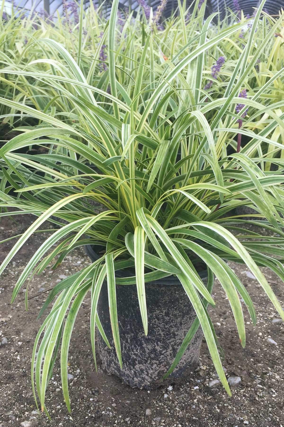 Liriope Variegated in 3.25" Pots, 18 Pack