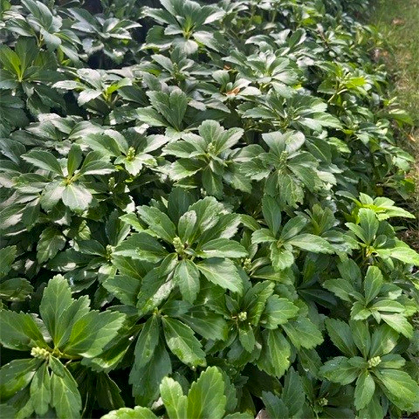 Direct Gardening Pachysandra Dormant Bare Root Shade Perennial Groundcover Starter Plant