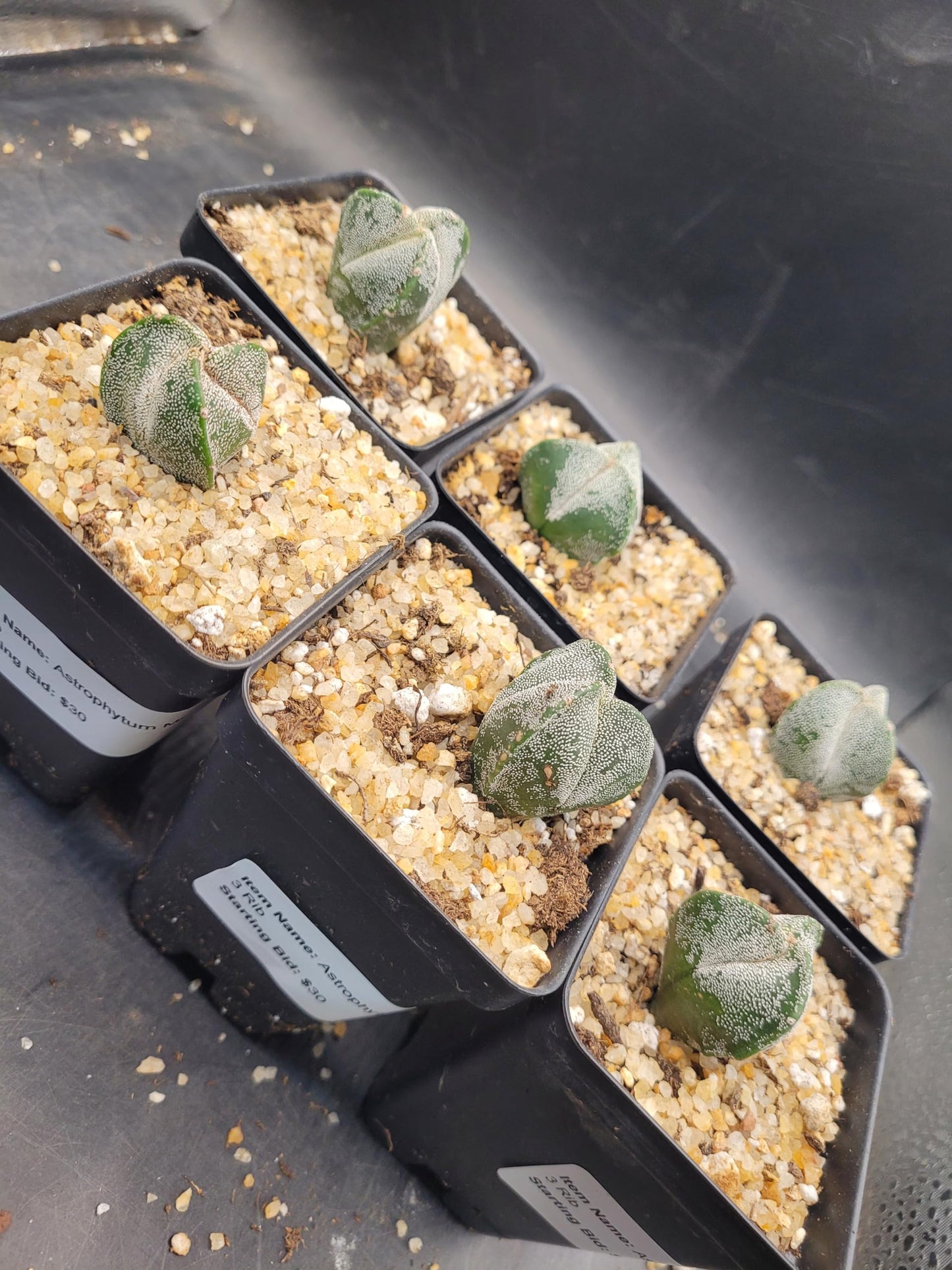 Astrophytum Myriostigma 3 Rib Cactus, Live Indoor Plant, Drought Tolerant