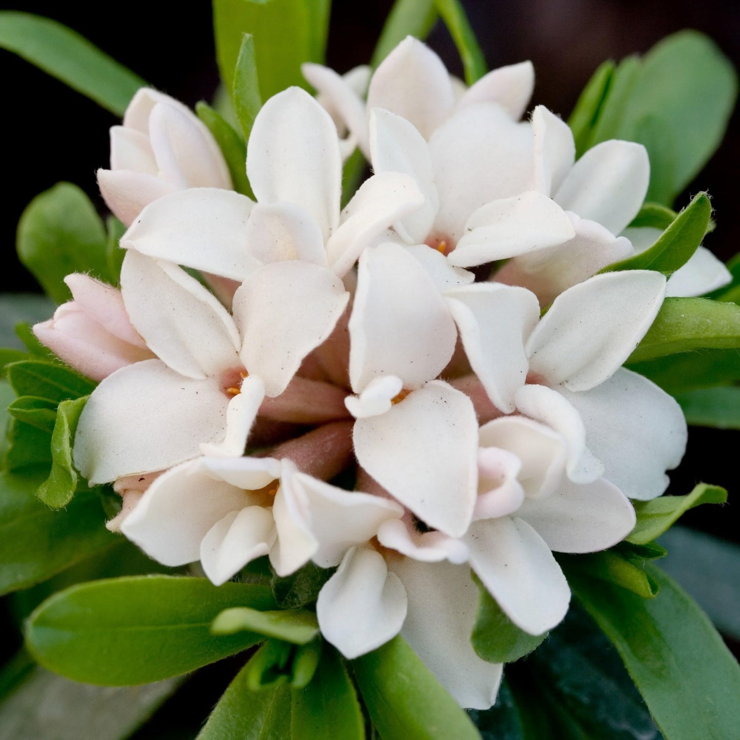 Daphne White Shrub – Fragrant Flowering Evergreen with Clusters of White Blooms & Compact Landscape Appeal (1 Gallon/Potted/Single Plant)