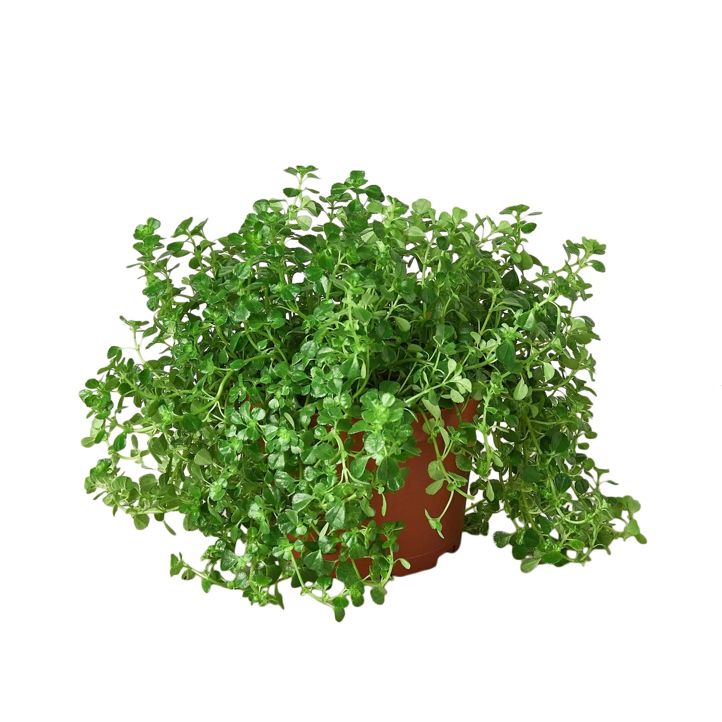 Nettle 'Baby's Tear' | Live Plant for Indoor & Outdoor | for Living Room, Office, Bathroom | (3" Pot)