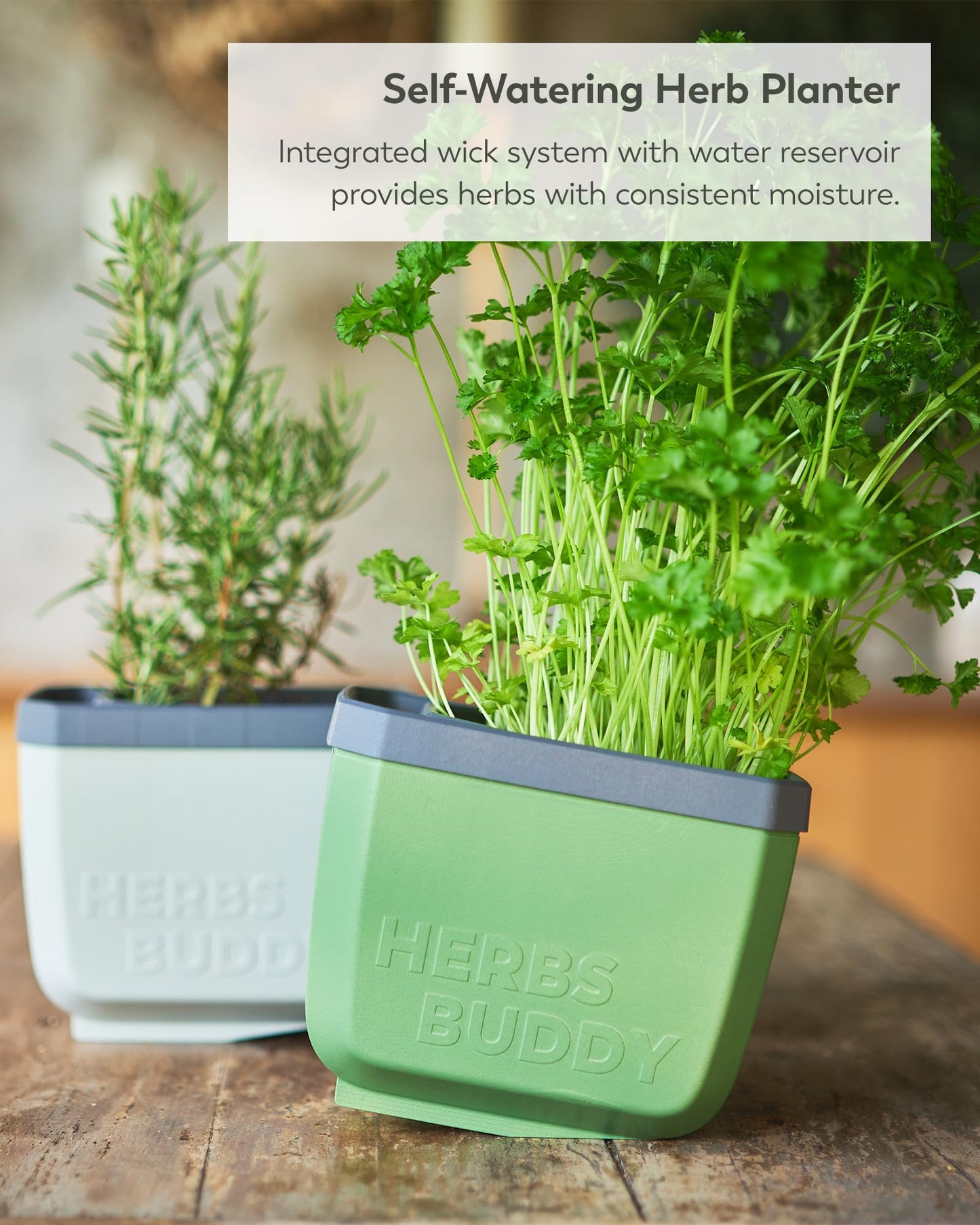 BUZZY Seeds Herb Buddy Self-Watering Herb Planter with Water Level Indicator – Indoor Kitchen & Windowsill Planter (Green)