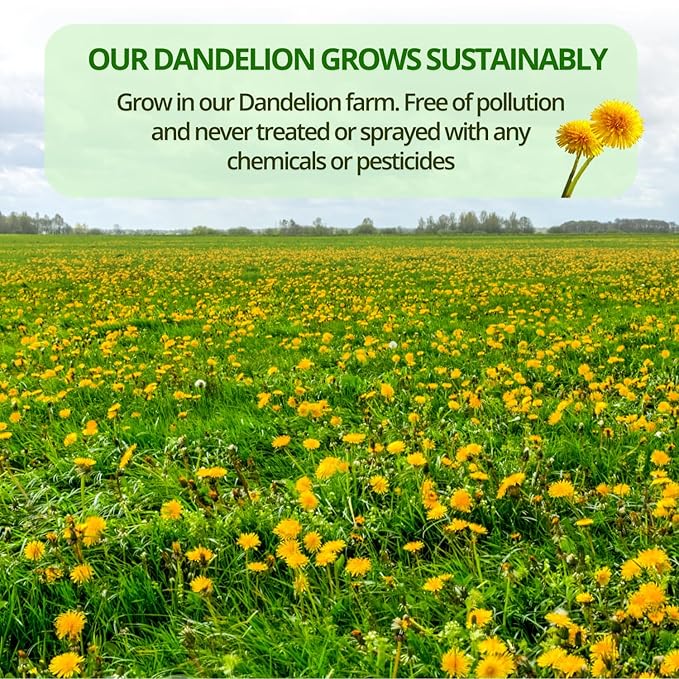 VIDA FARM 125 Dandelion Tea Bags - 100% Natural Dandelion Leaf & Root, Sugar Free, Caffeine Free, Non-GMO - Premium Dandelion Root Herbal Tea, Smooth Taste