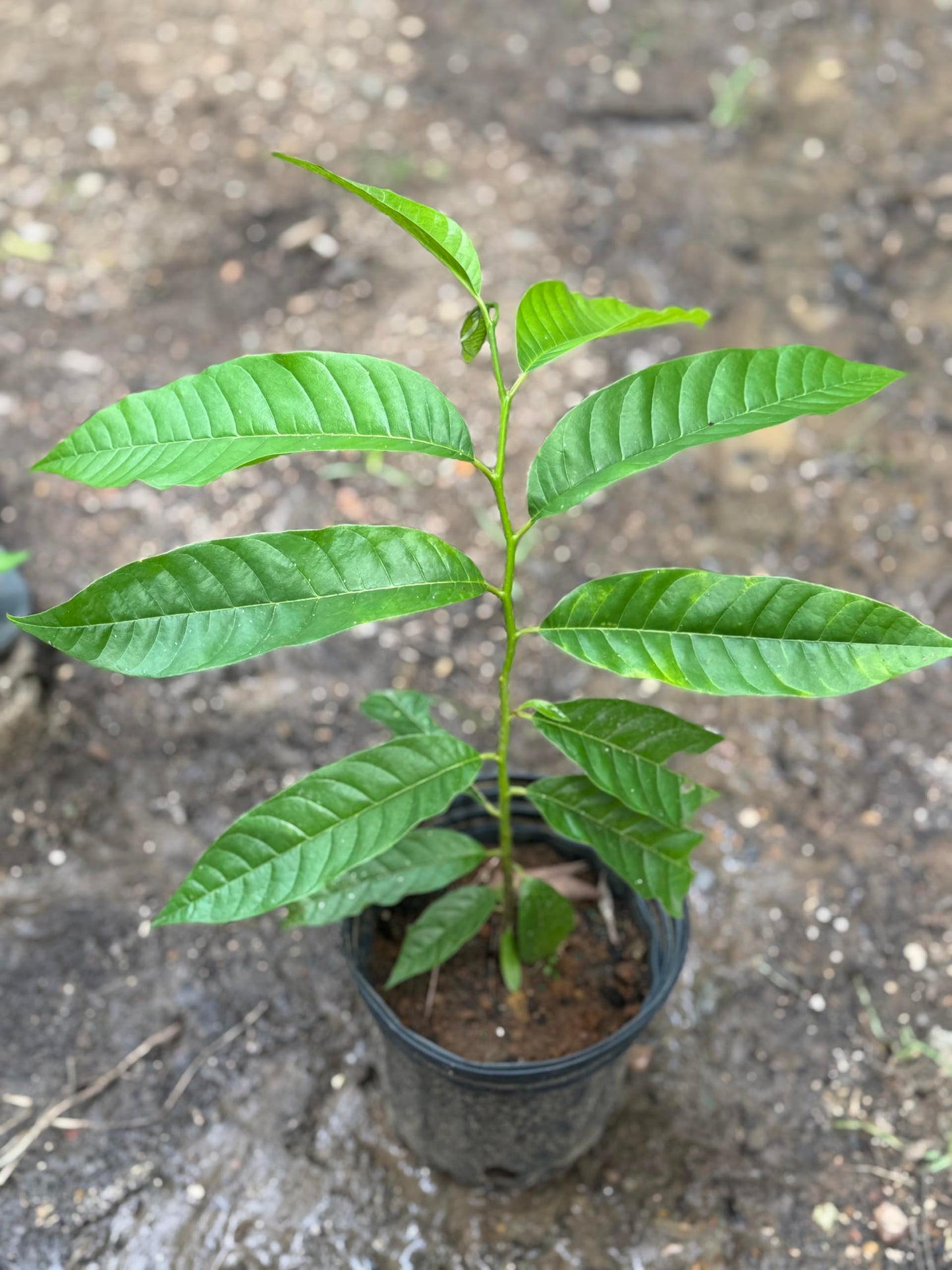 Custard Apple (Annona squamosa) Live Fruit Tree Arbol vivo Perfect for Garden