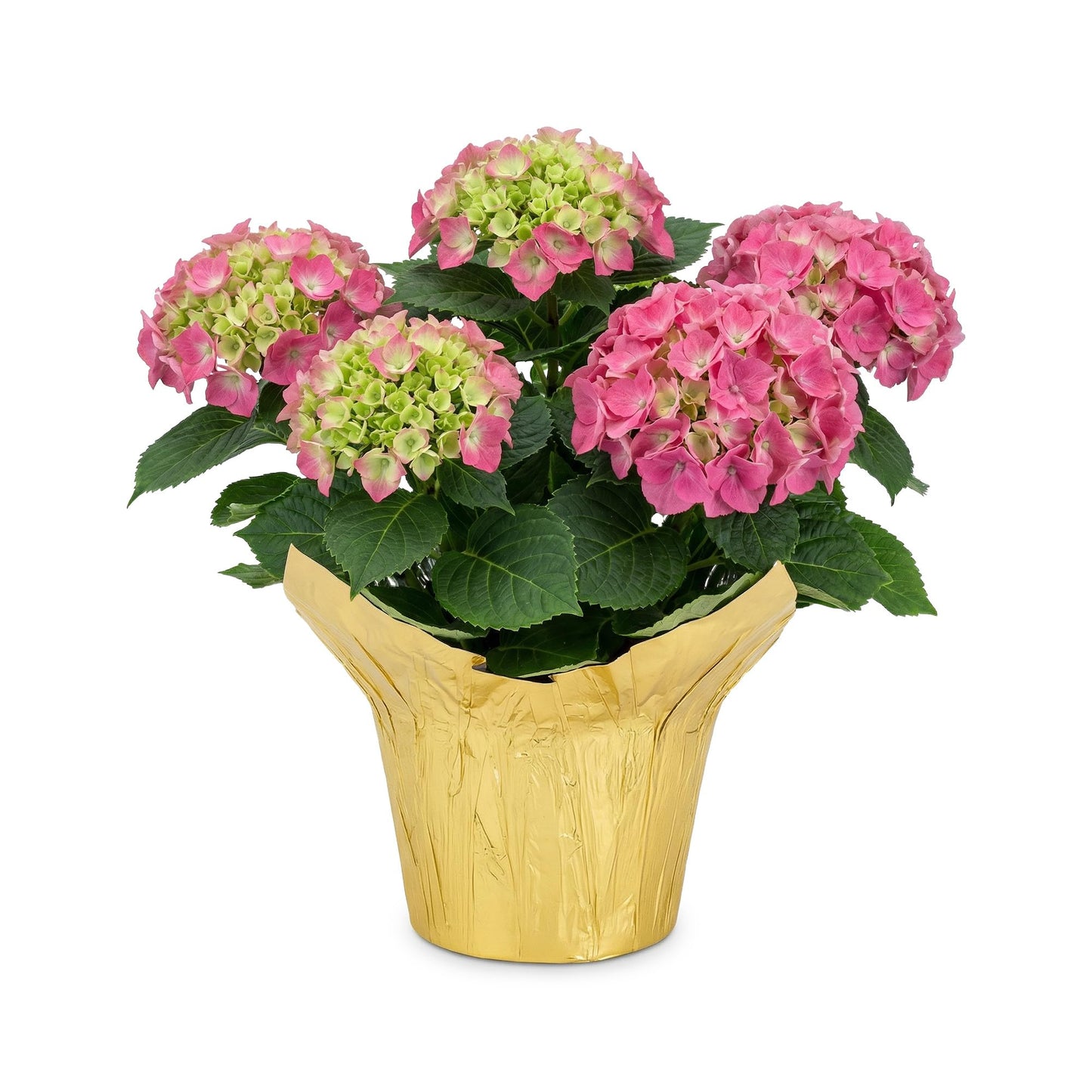Live Flowering Hydrangea - Shades of Pink, 3+ Beautiful Blooms, 1.5 Qt Pot with Deco Cover, 12" Tall by 8" Wide