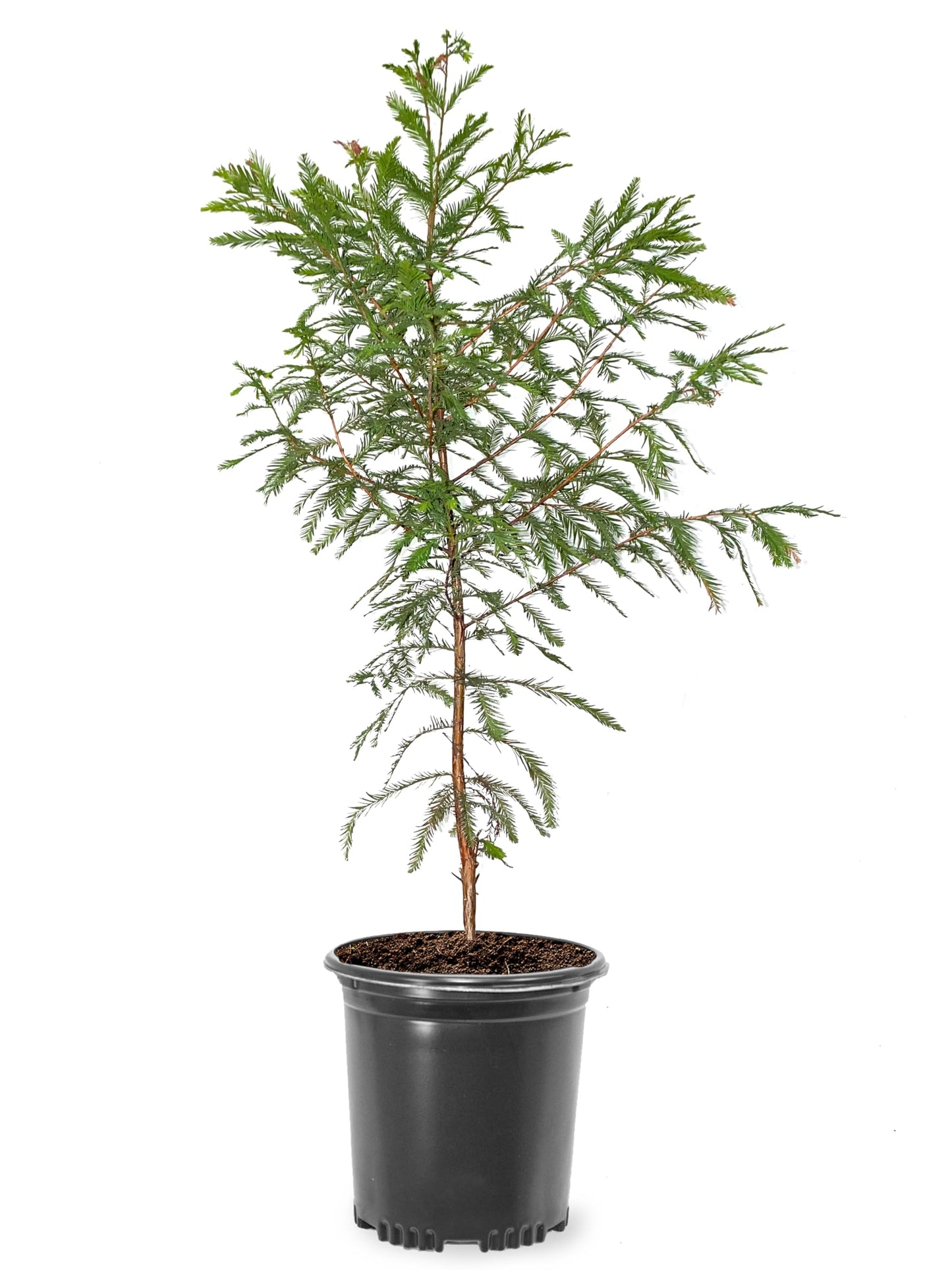 Bald Cypress Tree, Deciduous Conifer, Flood Tolerant, Cold Tolerant, 2-3 ft Tree Height, 1 gal Nursery Pot (Due to Agricultural Laws, we Cannot Ship to CA, AZ, AK, or HI)