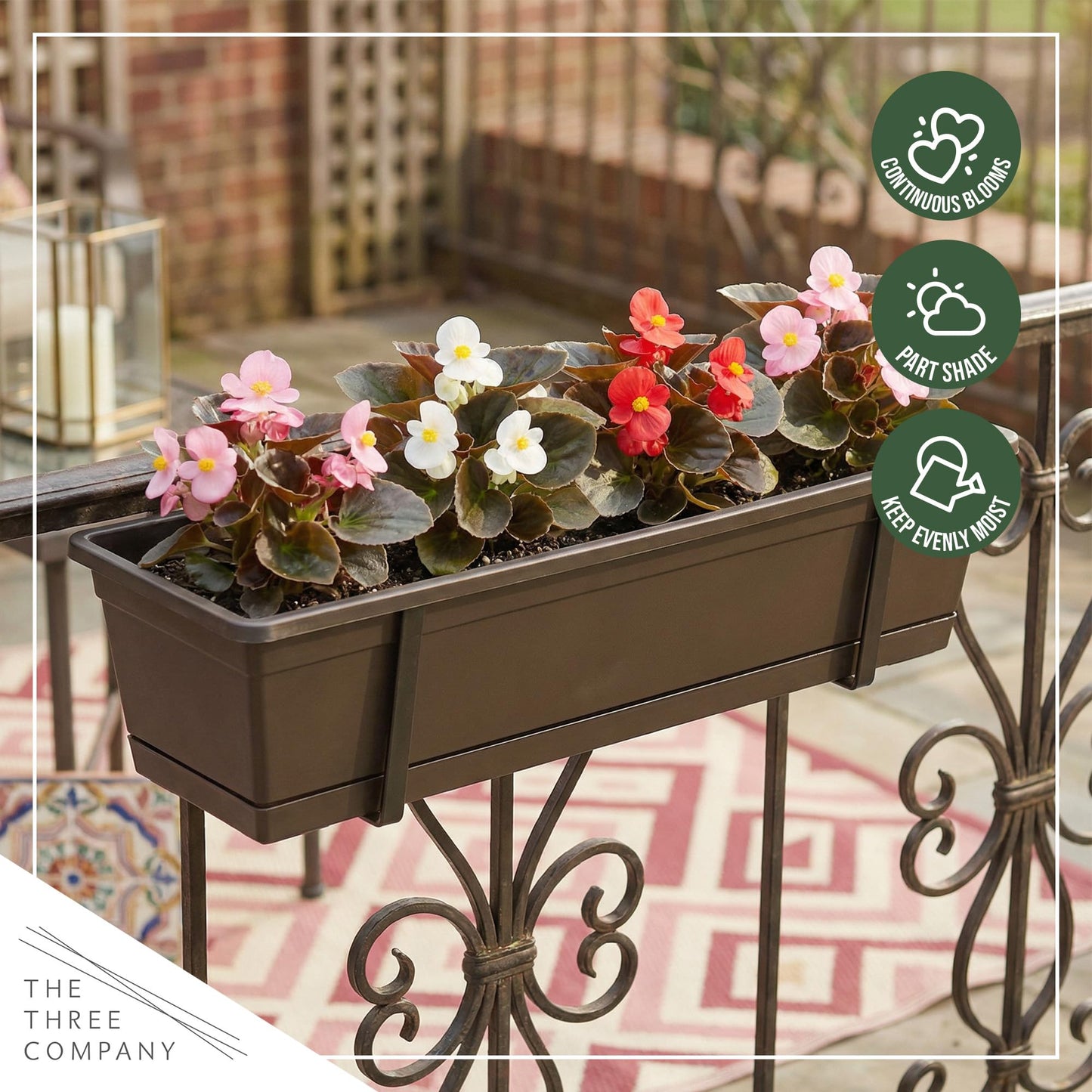Live Begonia - Dark Leaf Assorted (4 Per Pack), Beautiful Shade Annual, Ships 8" Tall by 4" Wide in 1 Pt Pot