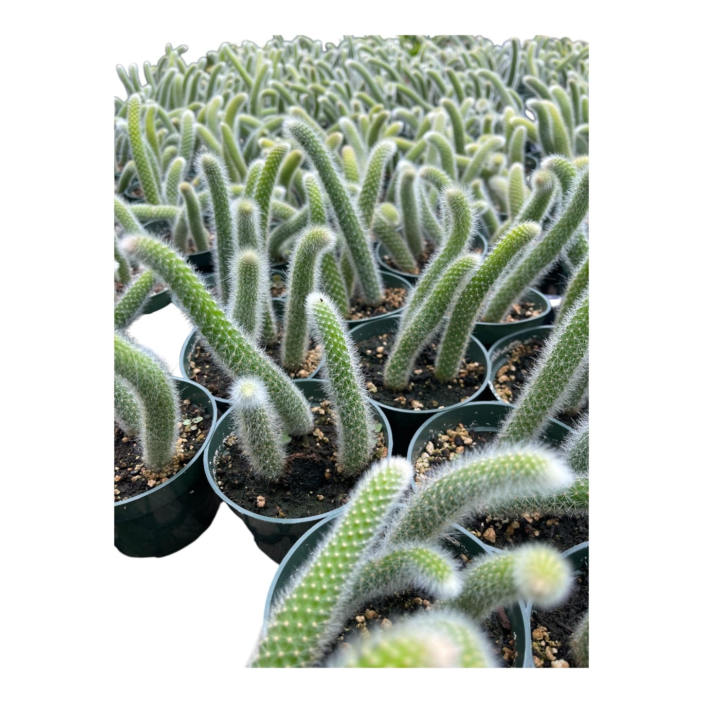 Rare Monkey Tail Cactus (Hildewintera colademononis) 4Inch Pot Around 3-4 Tails Around 3-8 in Inches for Each Tail Rooted and Healthy