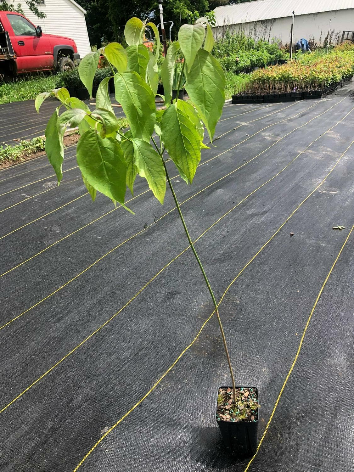 Live Plant - White Flowering Dogwood Tree - Live Potted Plant - Quart Pot - Cornus Florida