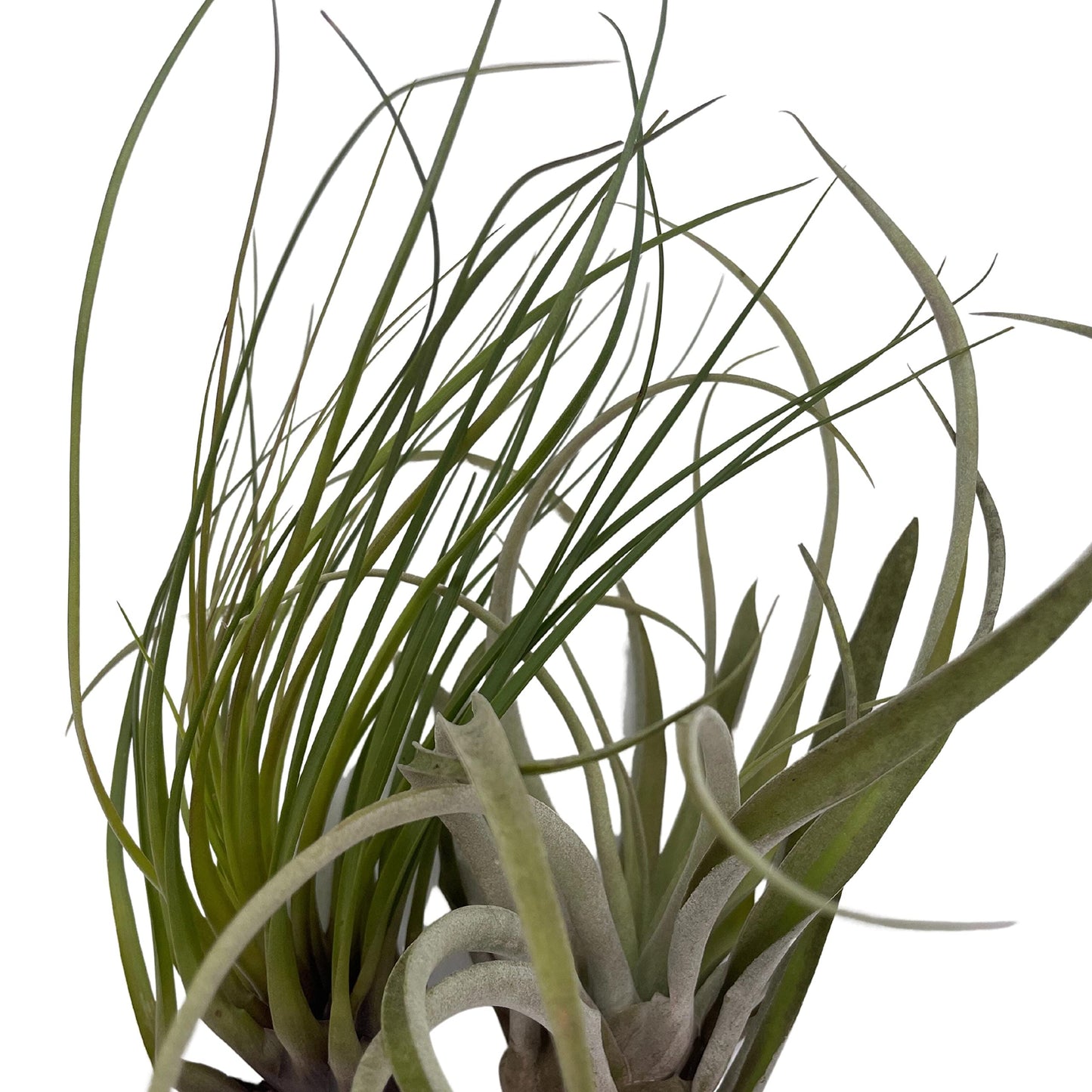BubbleBlooms Large Tillandisa Assorment, Set of 2 Large-Sized Bare-Root airplants