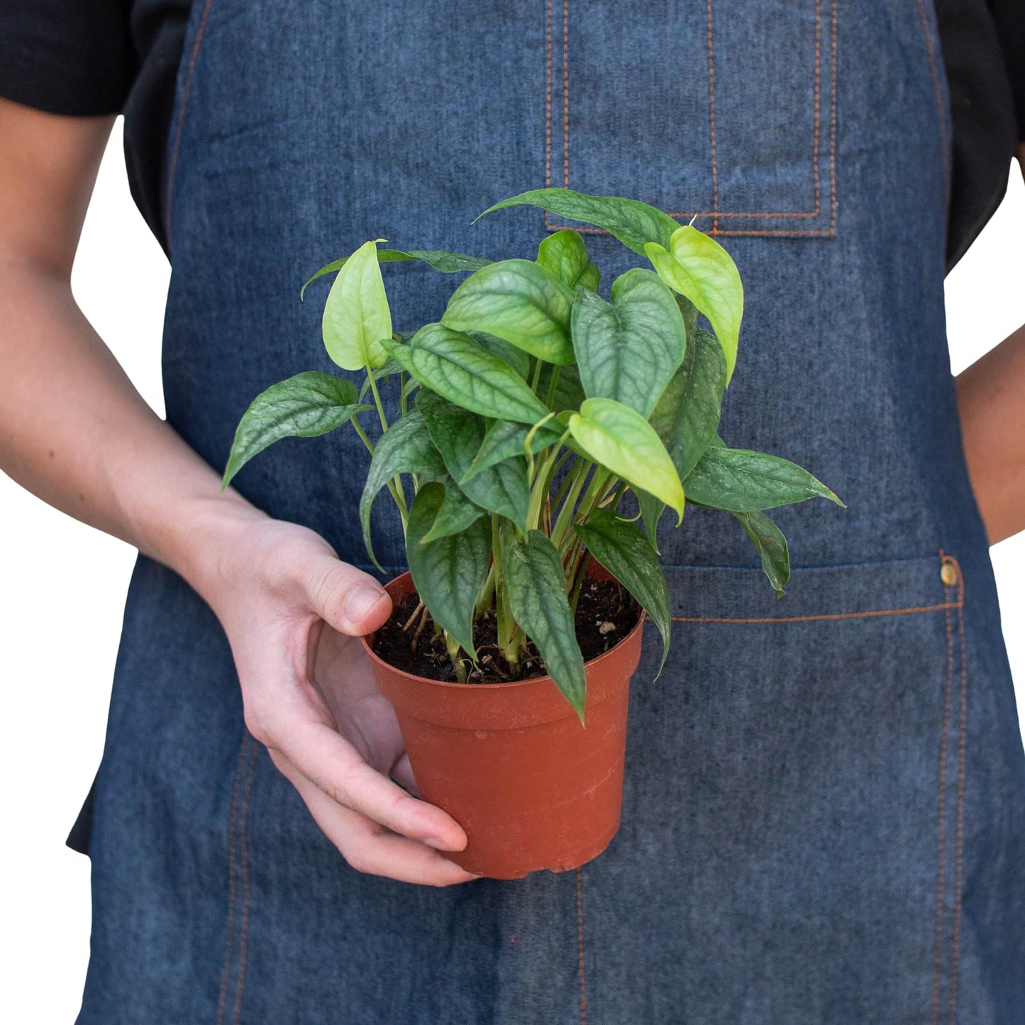 Monstera 'Siltepecana' | Live Plant for Indoor & Outdoor | for Living Room, Office, Bathroom | (4" Pot)