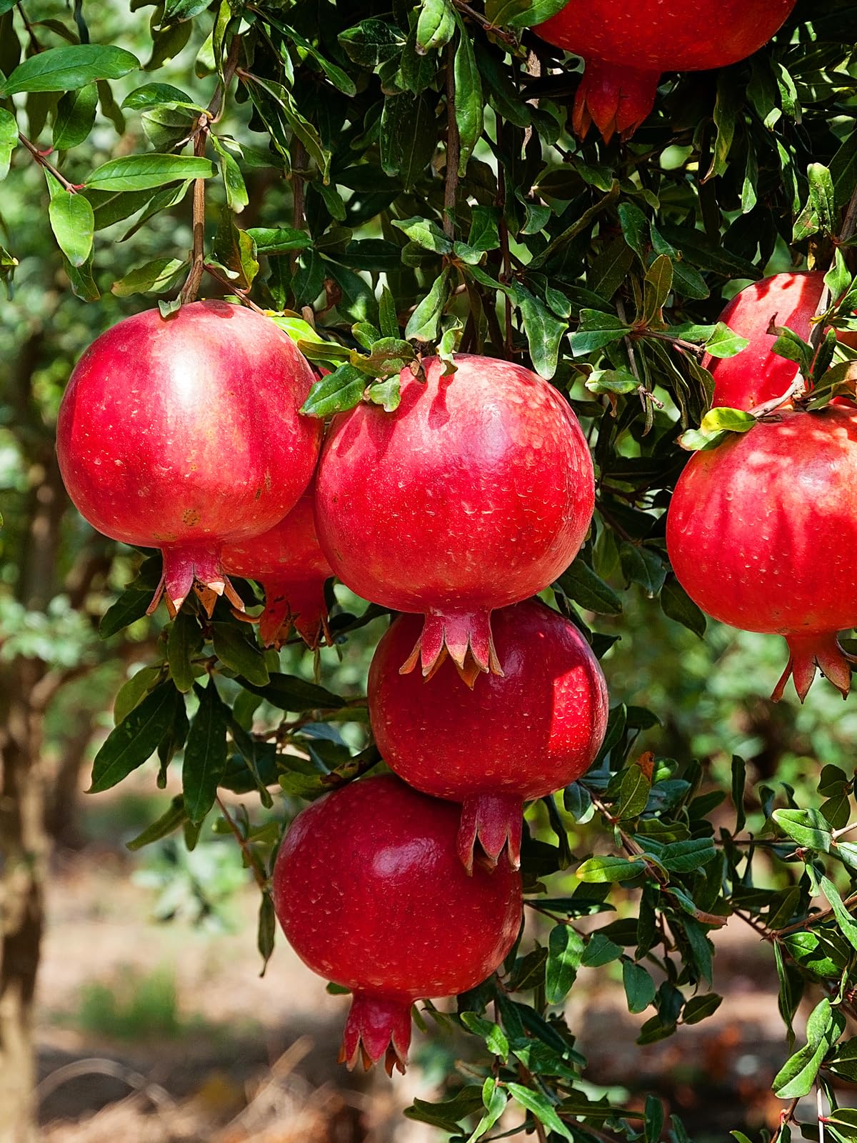 Wonderful Pomegranate Tree, Fruit Bearing, Hardy, 1 gal Nursery Pot, 12-18 in Tree Height (Due to Agricultural Laws, we Cannot Ship to CA, AZ, AK, or HI), 2 Pomegranates