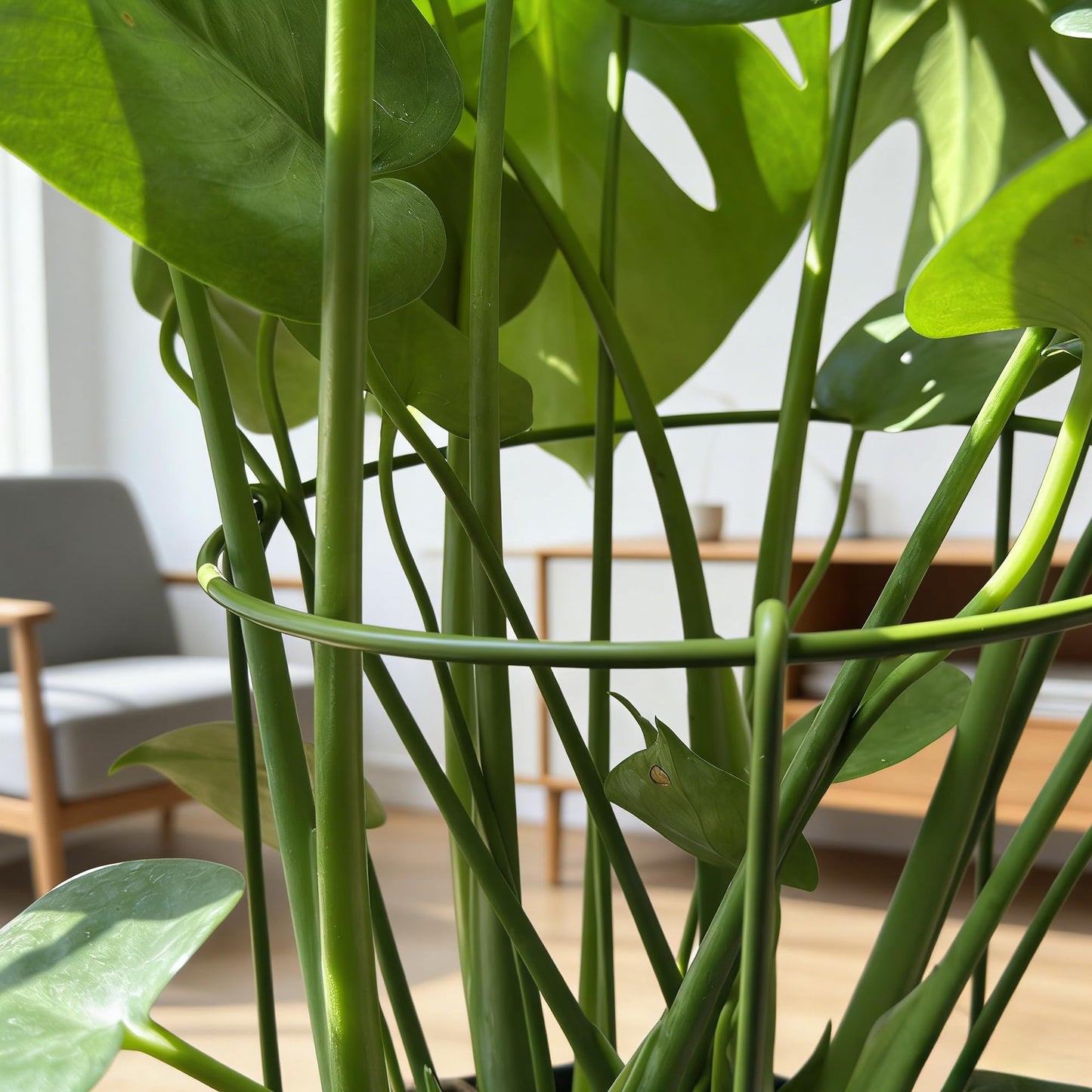 3-Pack Heavy Duty Plant Stakes and Supports for Indoor Outdoor Plants, Metal Support Stakes & Cage Rings, Ideal for Monstera, Peonies, Roses (10" W x 17" H)