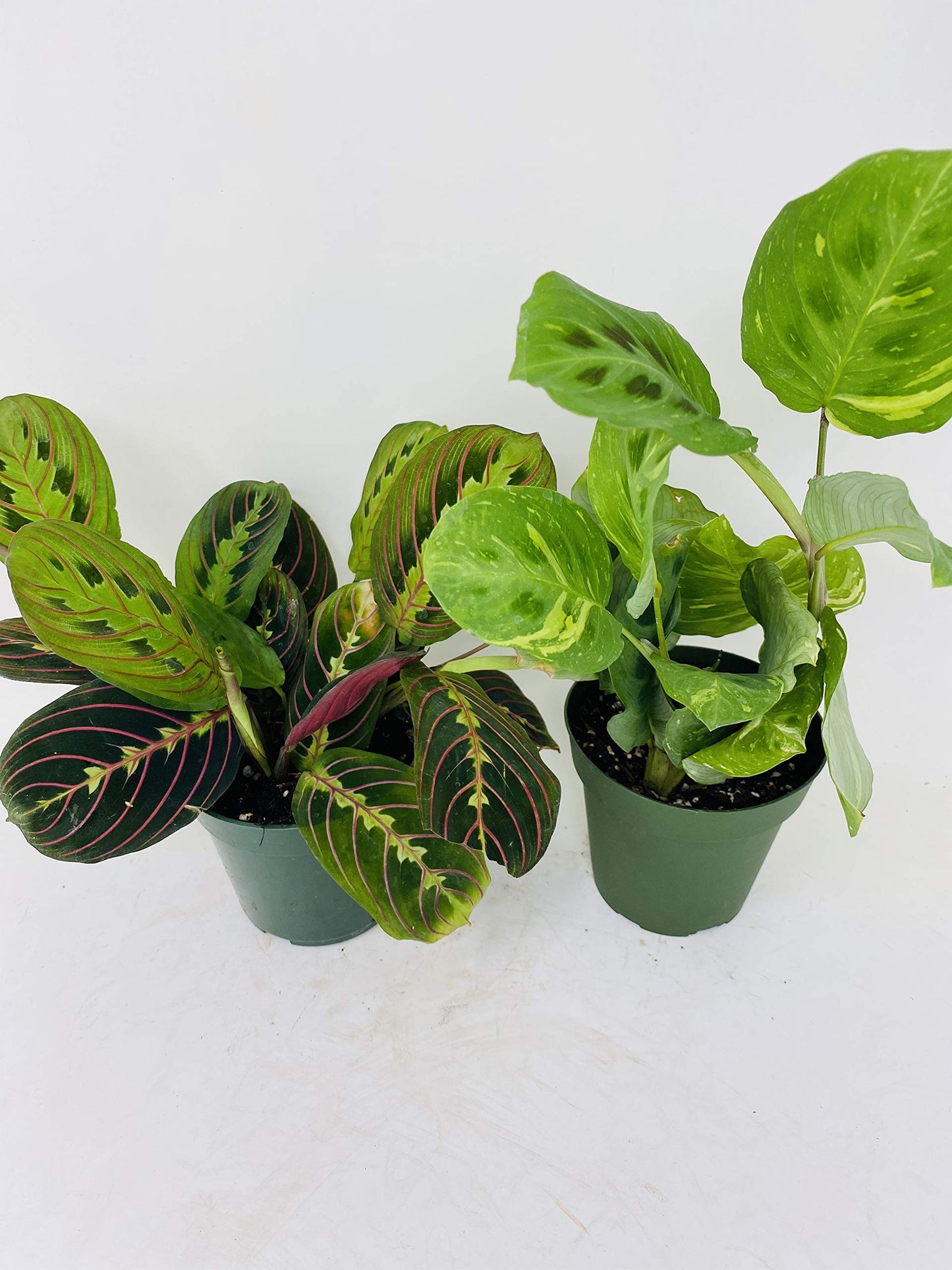 1 Red and 1 Green Prayer Plant - Maranta - Easy to grow - 4" Pot/unique-from Jmbamboo