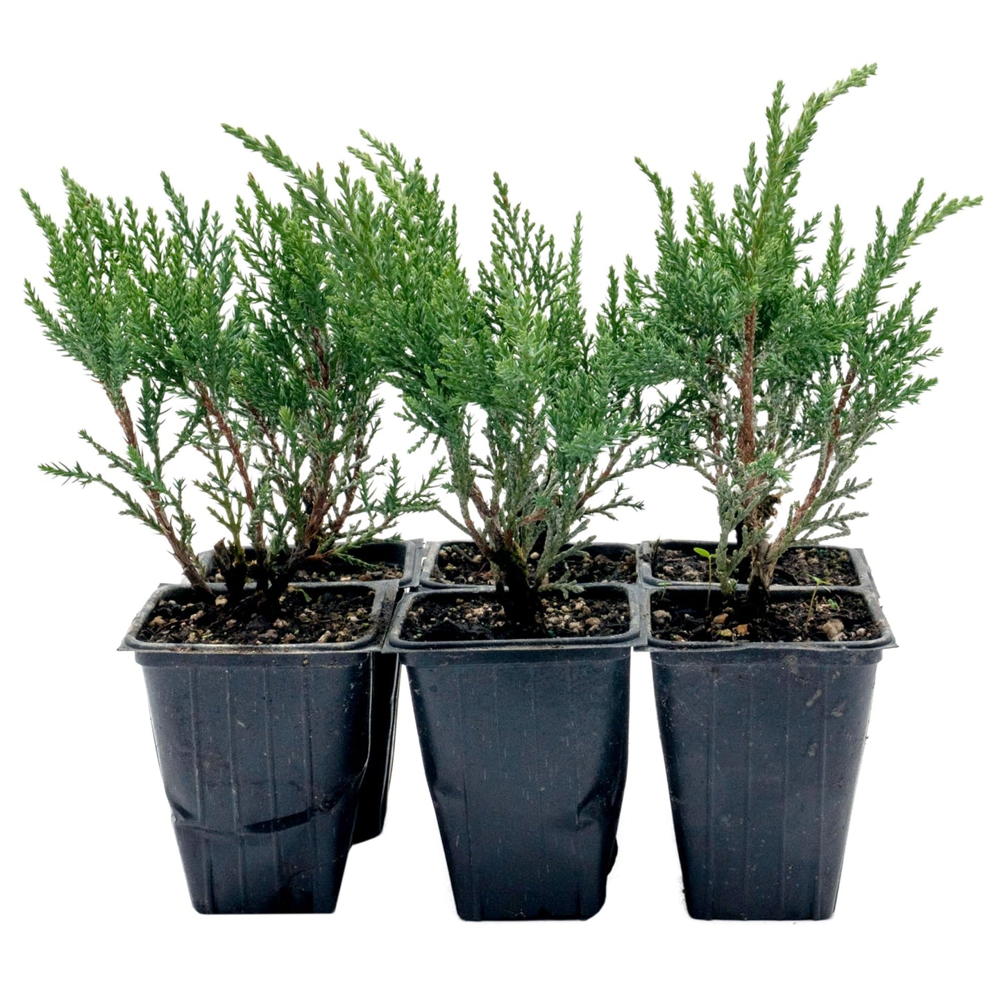 6 Tamarix Juniper in 3.5" Nursery Cubes | Juniperus Sabina ‘Tamariscifolia’ | Dense, Low-Maintenance Evergreen Shrub with Fine, Feathery Foliage | Ready-to-Plant Live Starters