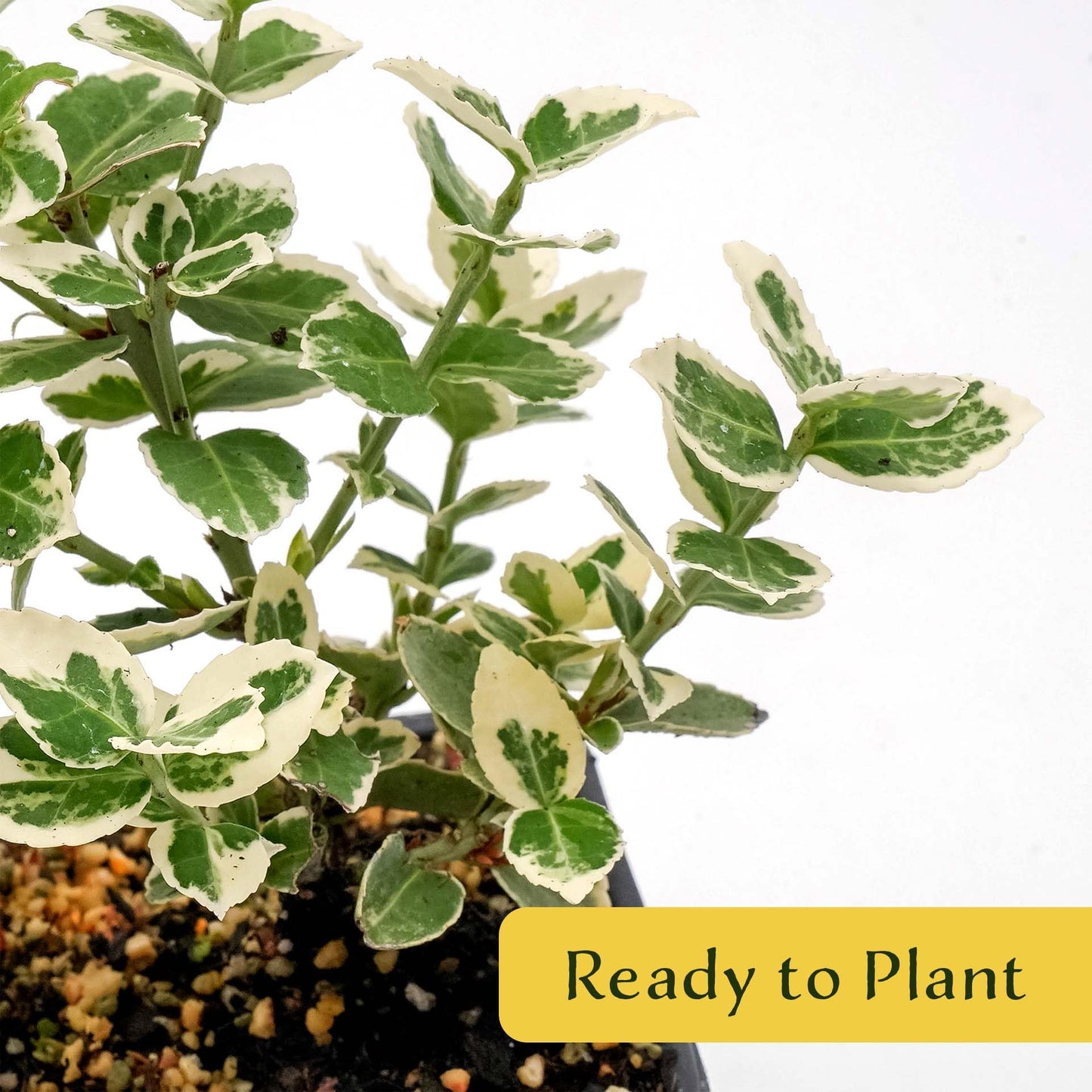 2 Emerald Gaiety Euonymus in 3.5” Nursery Cubes (Euonymus fortunei ‘Emerald Gaiety’) | Dense, Low-Growing Evergreen Shrub with Variegated Green and Cream Foliage | Live Starter Plants