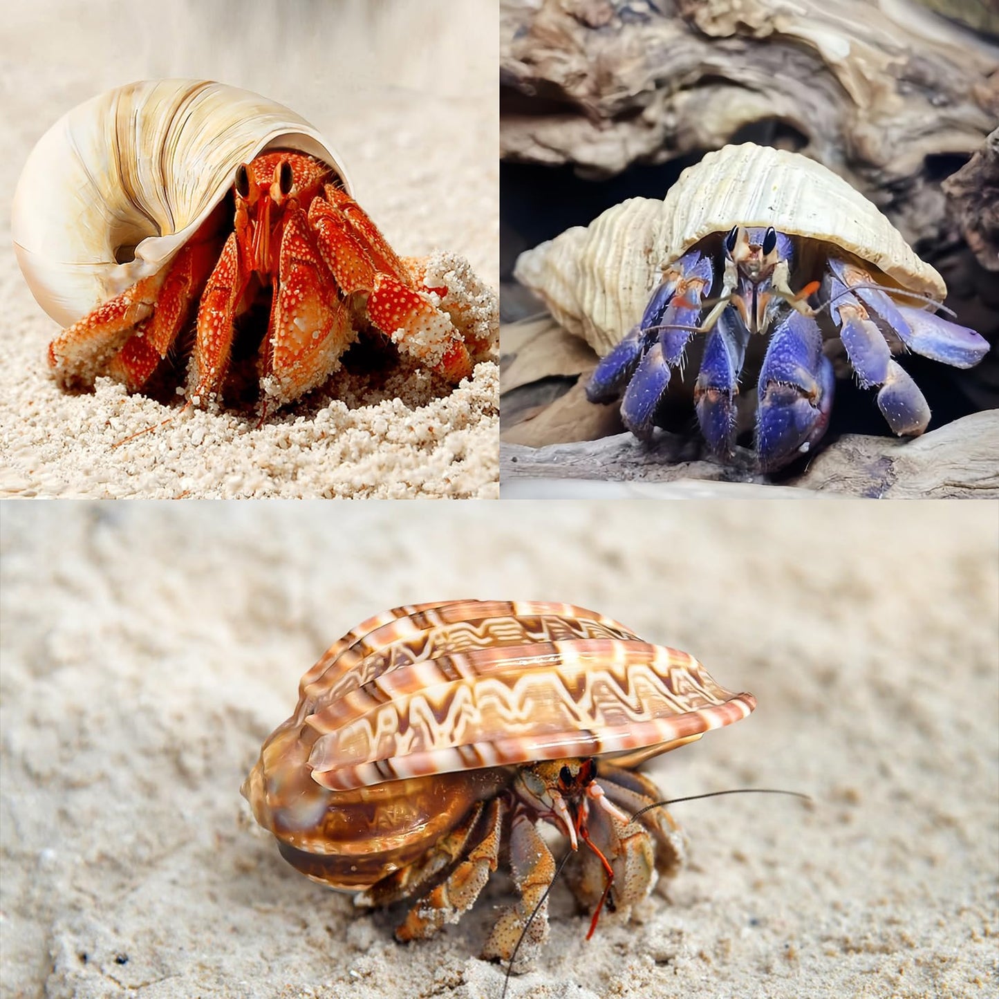 6PCS Large Hermit Crab Shells | Natural Sea Conch Size 3" - 3.5", Opening Size 1.5" - 2.5" | Turbo Seashells for Hermit Crab Supplies and Beach Decoration Large Sea Shell